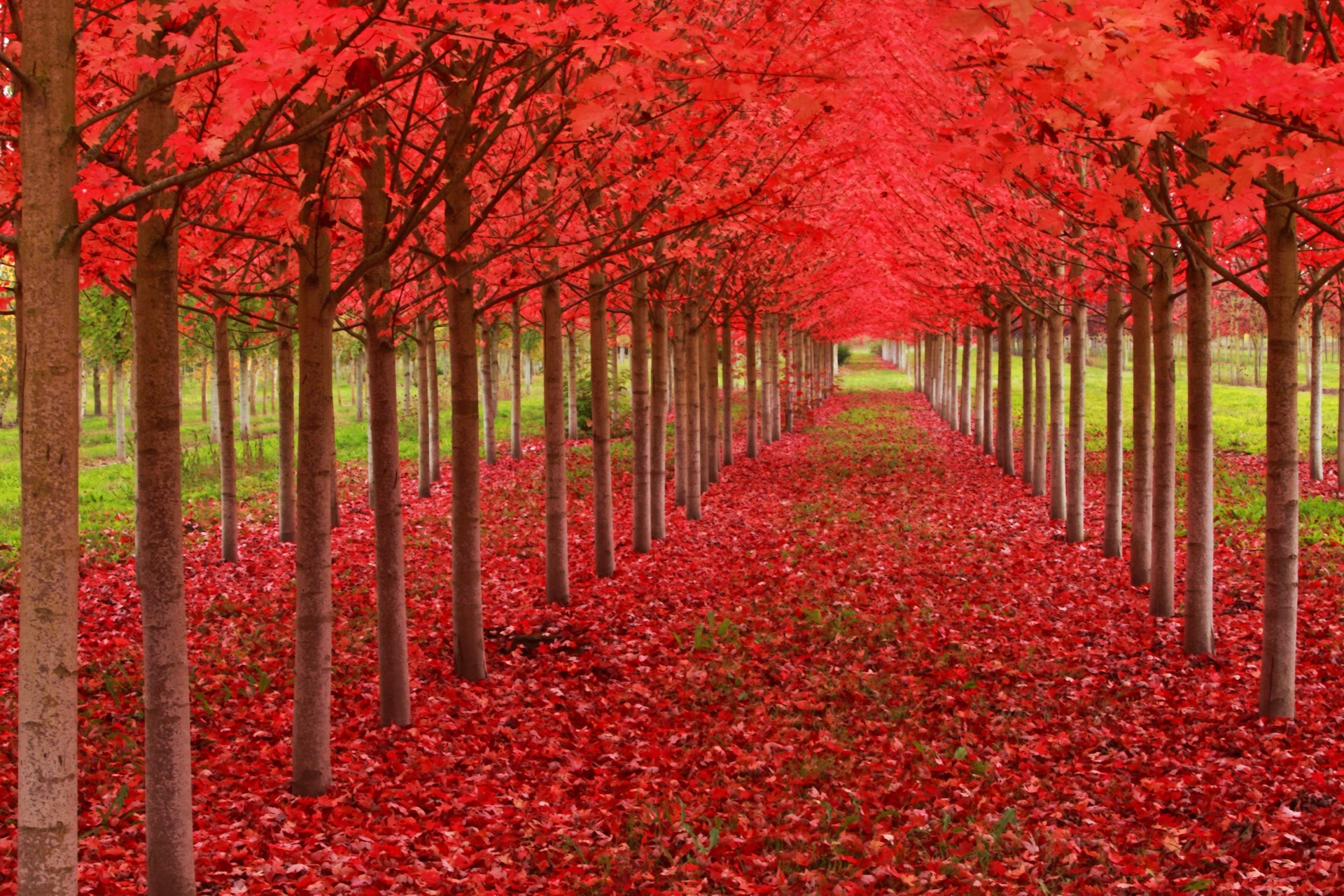 General 1920x1280 leaves trees red leaves fall fallen leaves nature