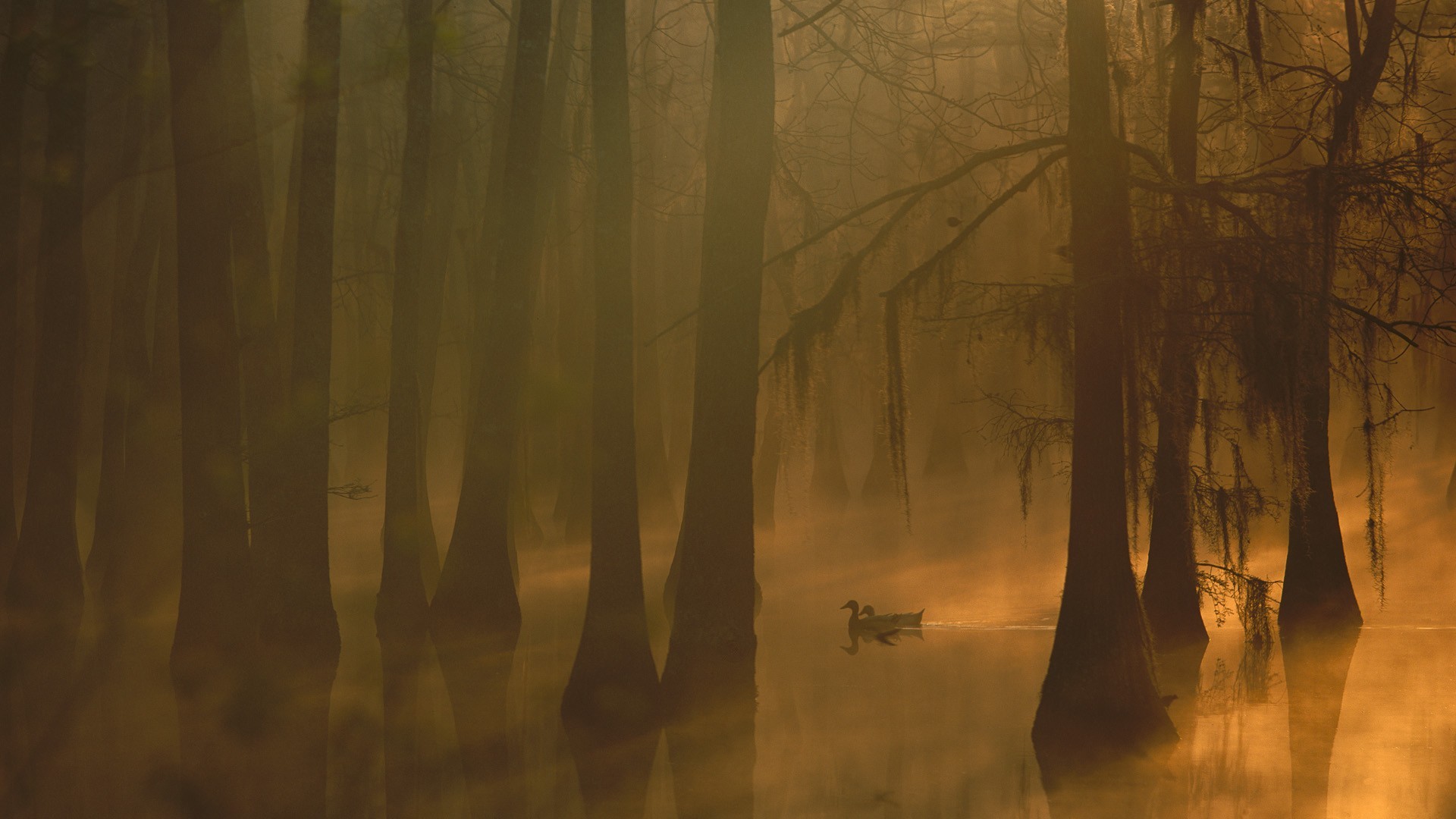 General 1920x1080 nature trees forest leaves water lake mist morning birds duck reflection moss silhouette swamp brown