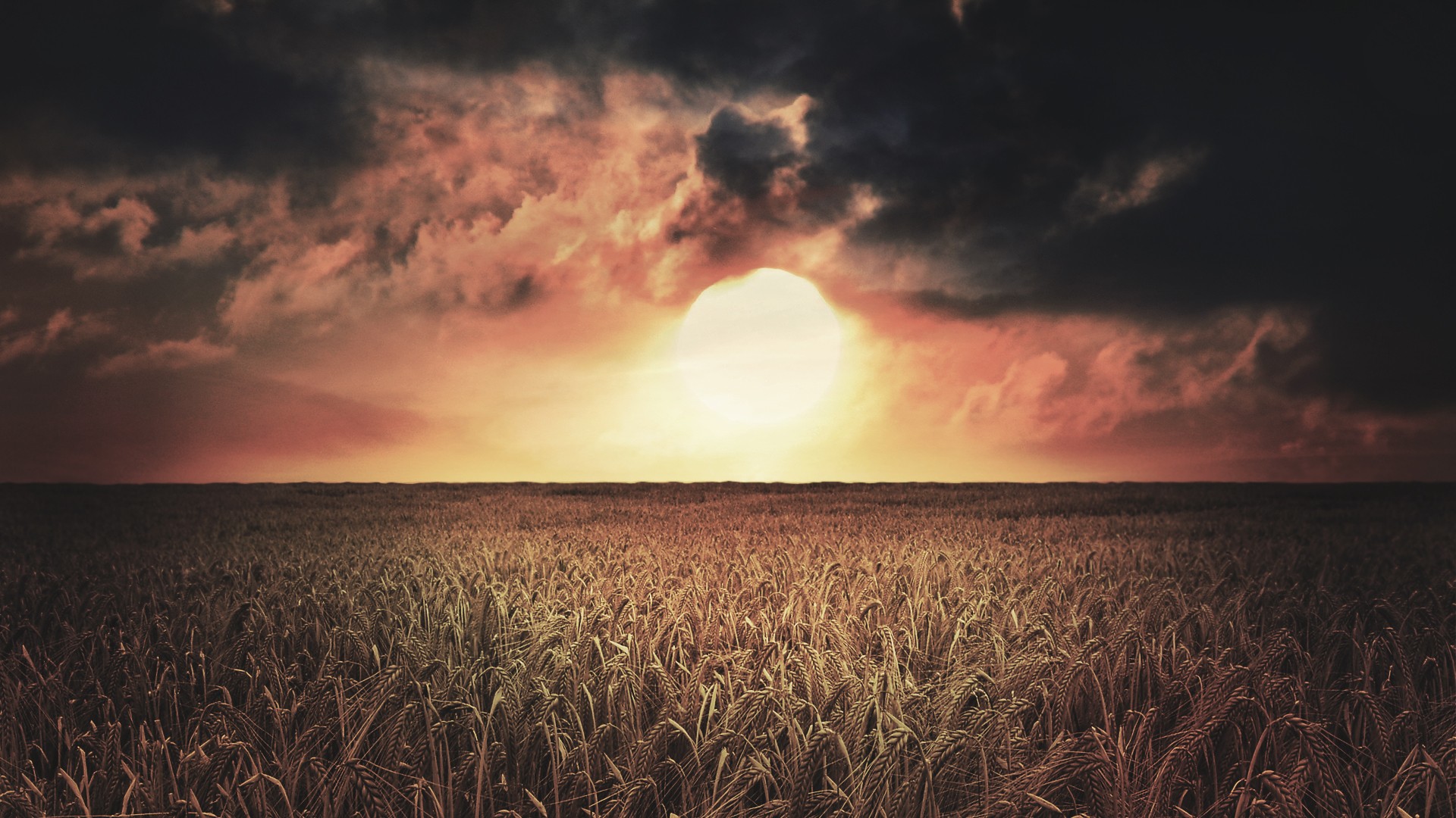 General 1920x1080 wheat landscape sky Sun clouds field plants