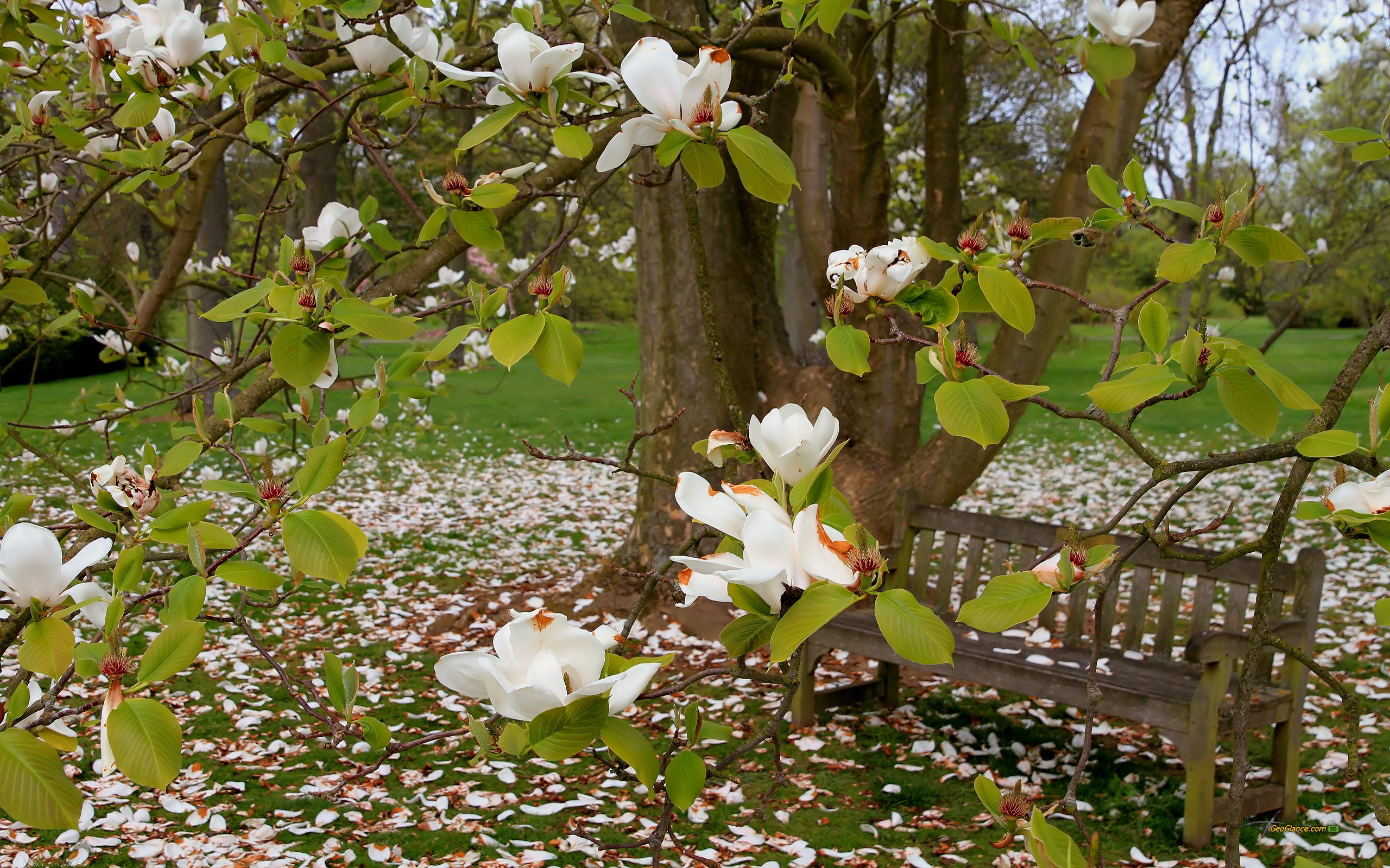 General 2560x1600 trees flowers bench grass magnolia spring summer