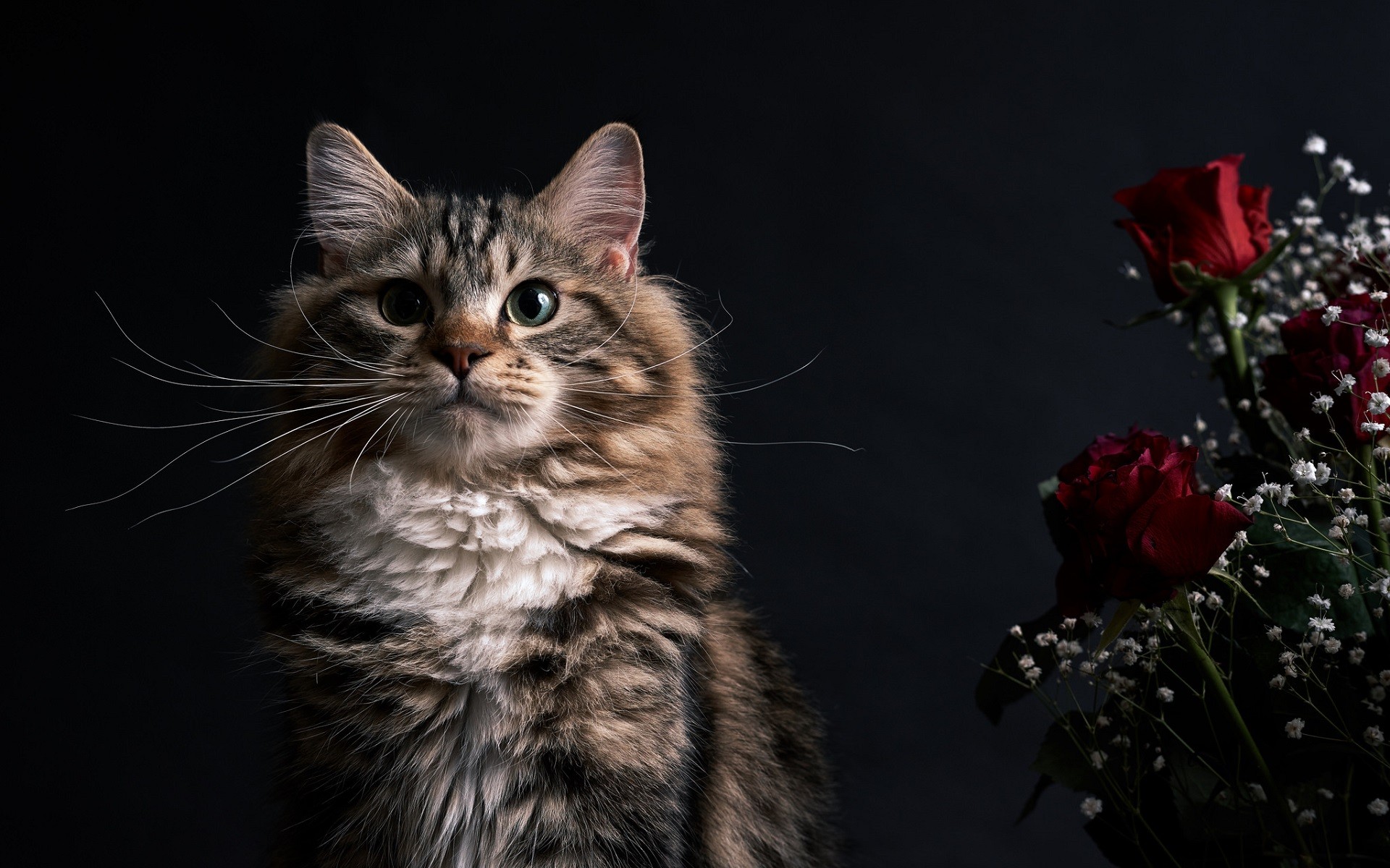General 1920x1200 cats animals flowers rose mammals indoors plants simple background