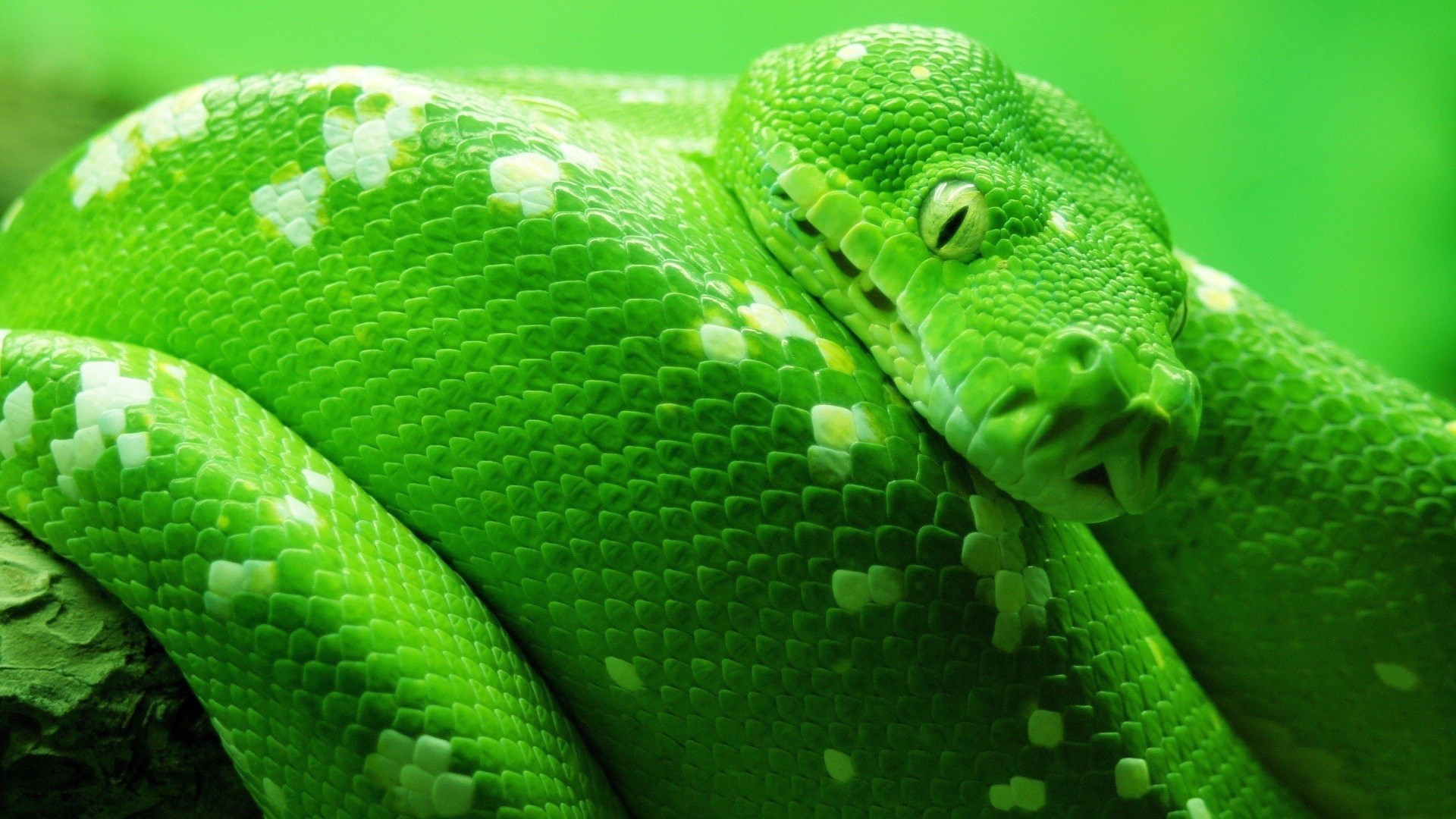 General 1920x1080 nature animals snake green reptiles closeup