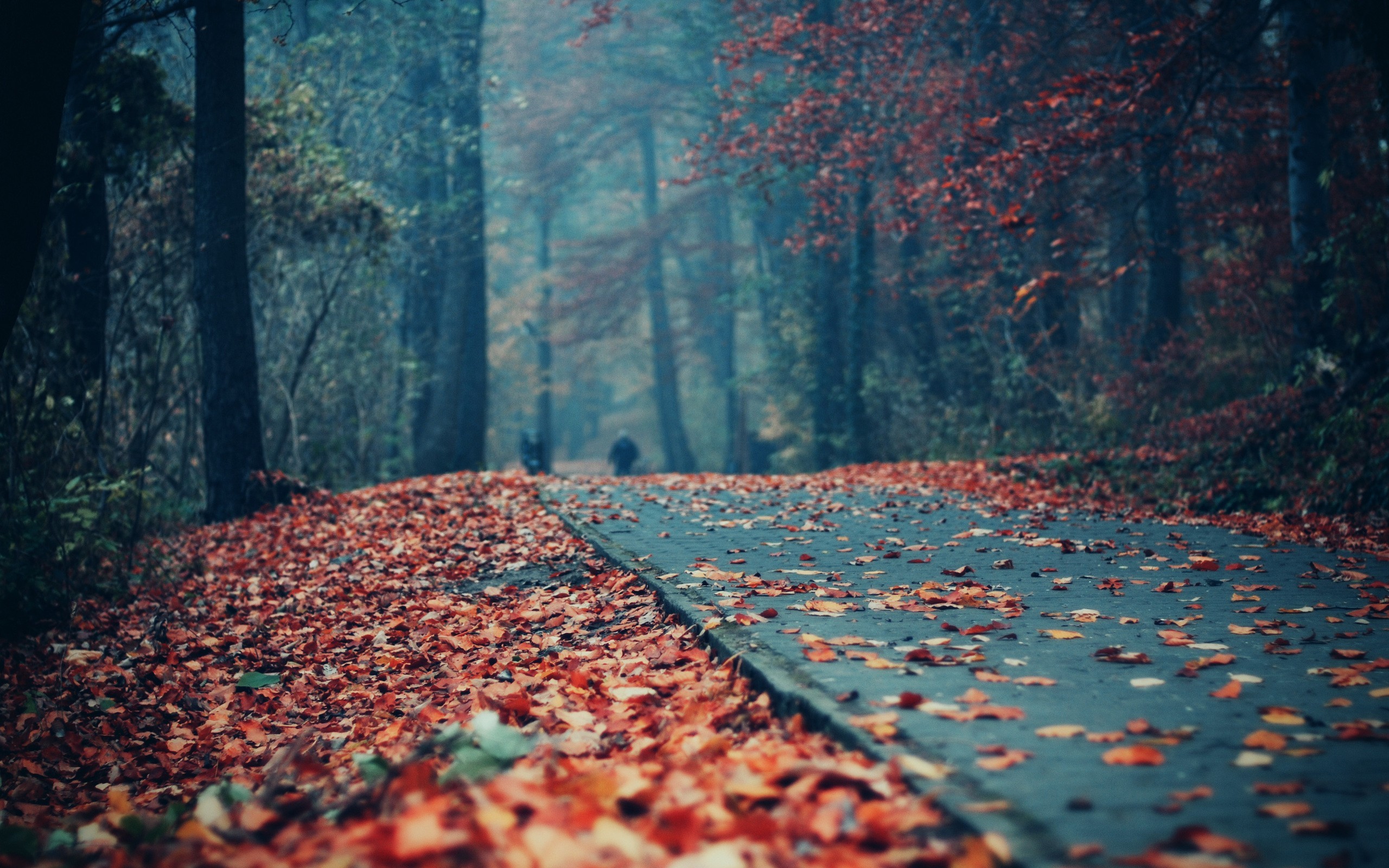 General 2560x1600 fall leaves street road forest outdoors