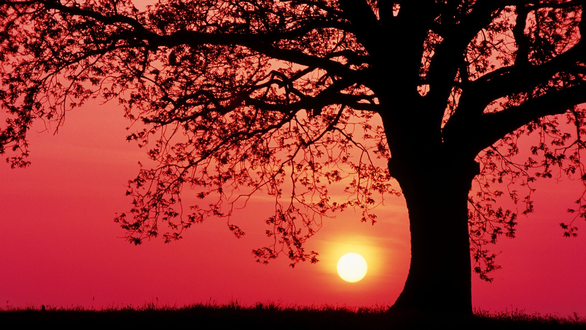 General 1920x1080 sunset trees grass red sky