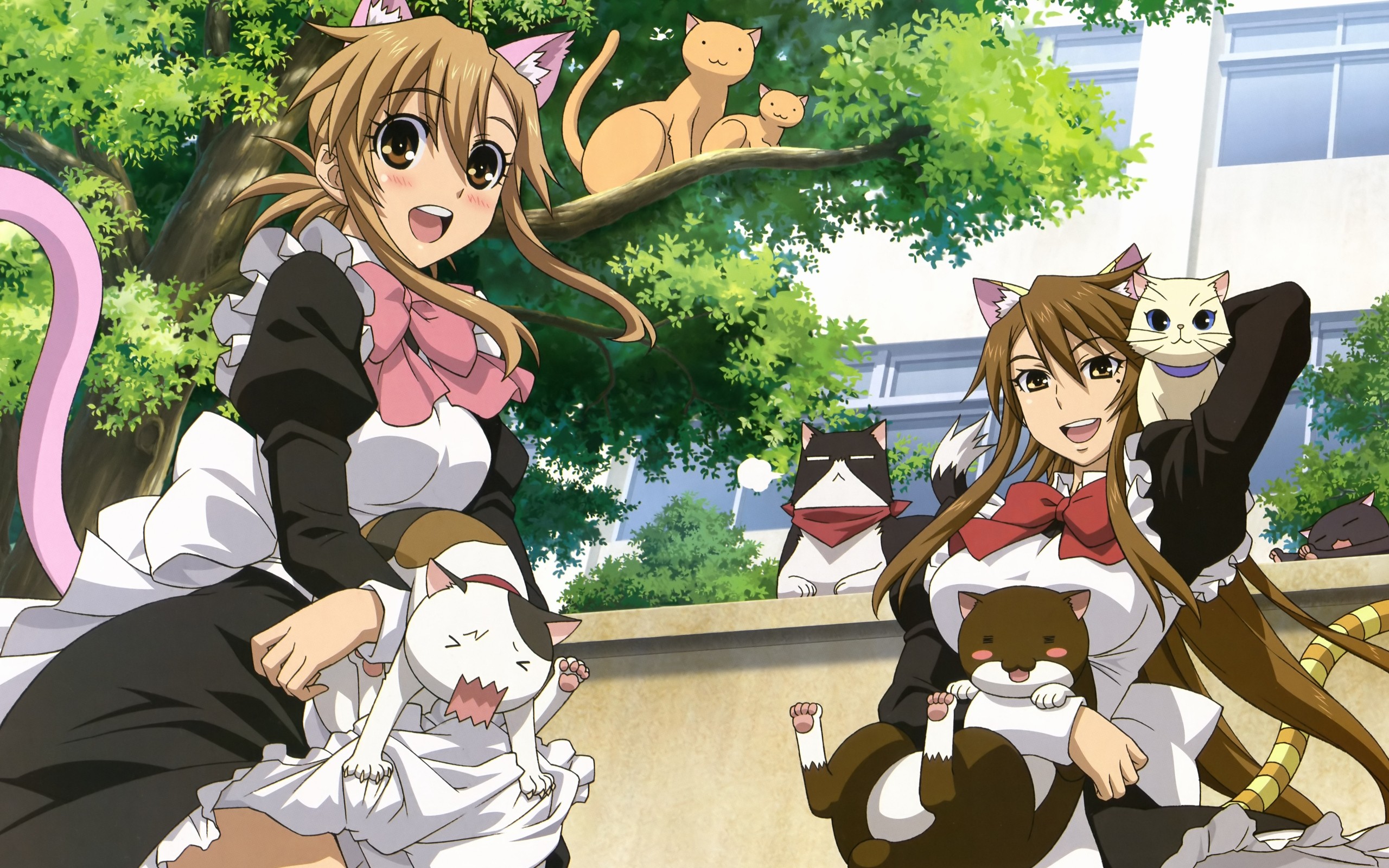 Anime 2560x1600 Nyan Koi anime girls anime brunette tail open mouth cats animals cat girl two women brown eyes long hair