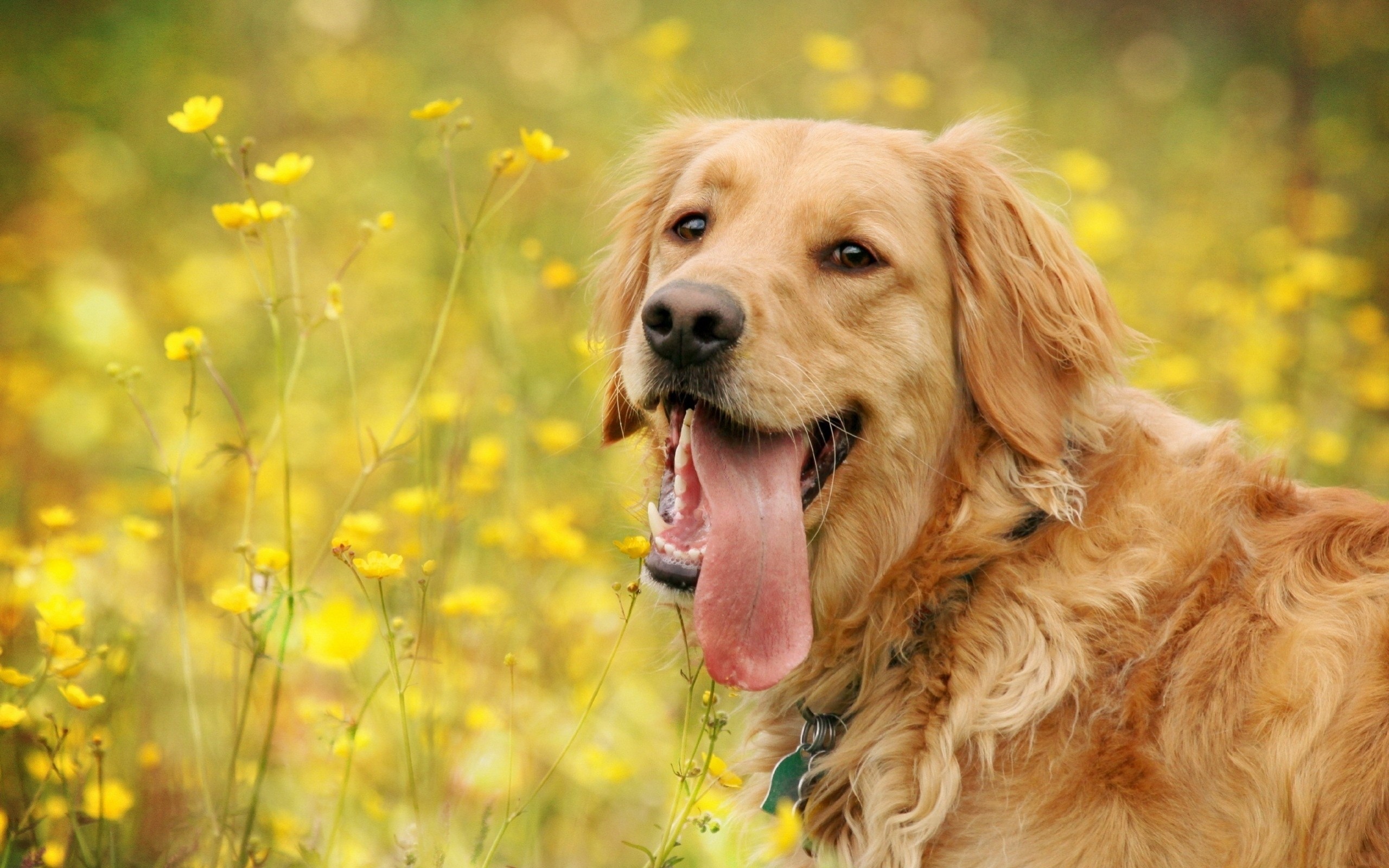 General 2560x1600 animals tongues yellow flowers dog golden retrievers mammals outdoors closeup