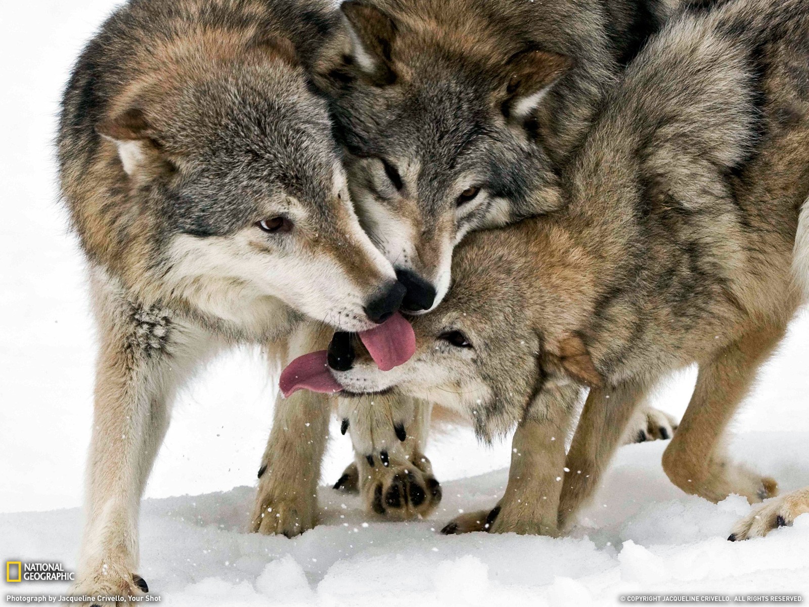 General 1600x1200 wolf National Geographic animals tongues
