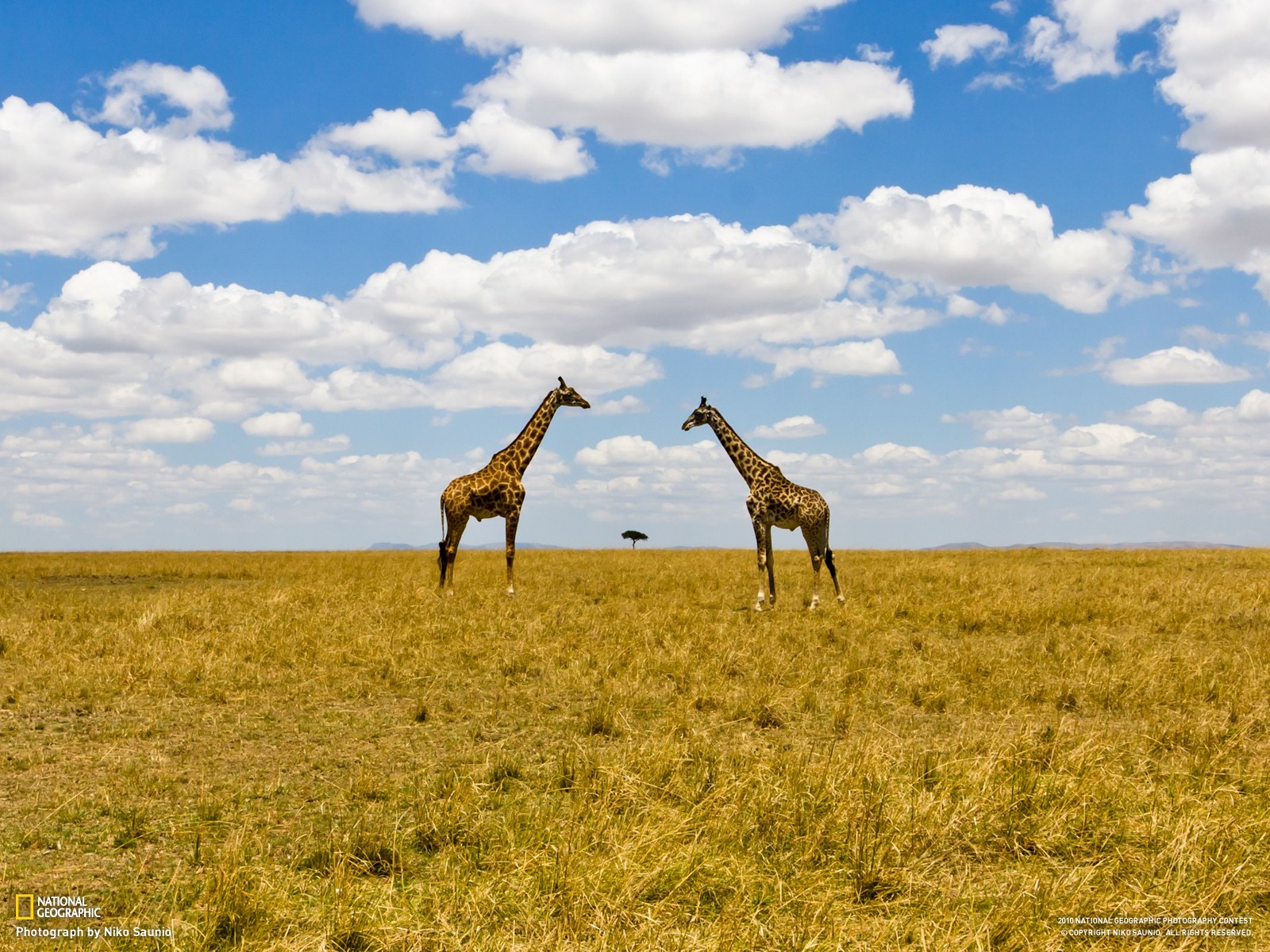 General 1600x1200 National Geographic landscape animals clouds giraffes mammals 2010 (Year)