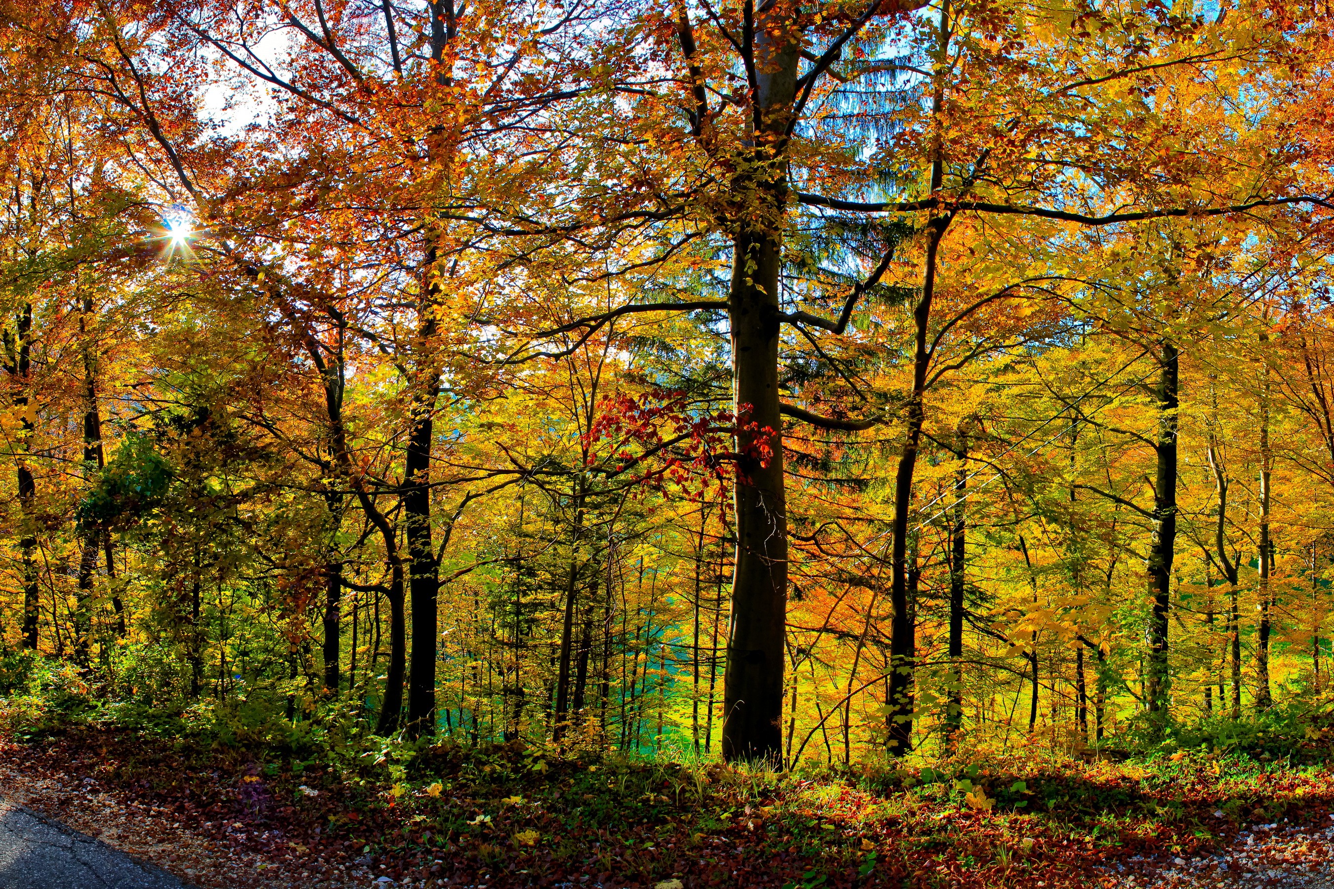 General 2700x1800 forest trees nature leaves sunlight fall