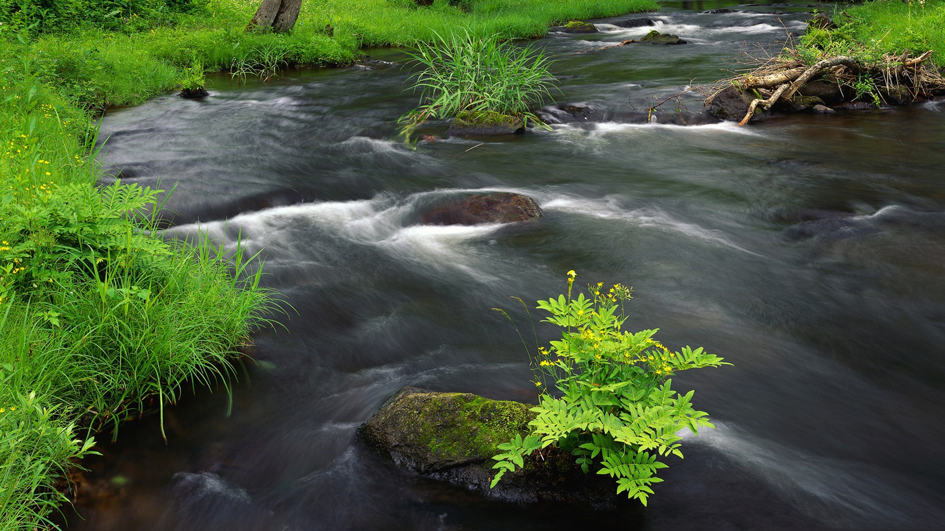 General 1920x1080 nature water river green plants