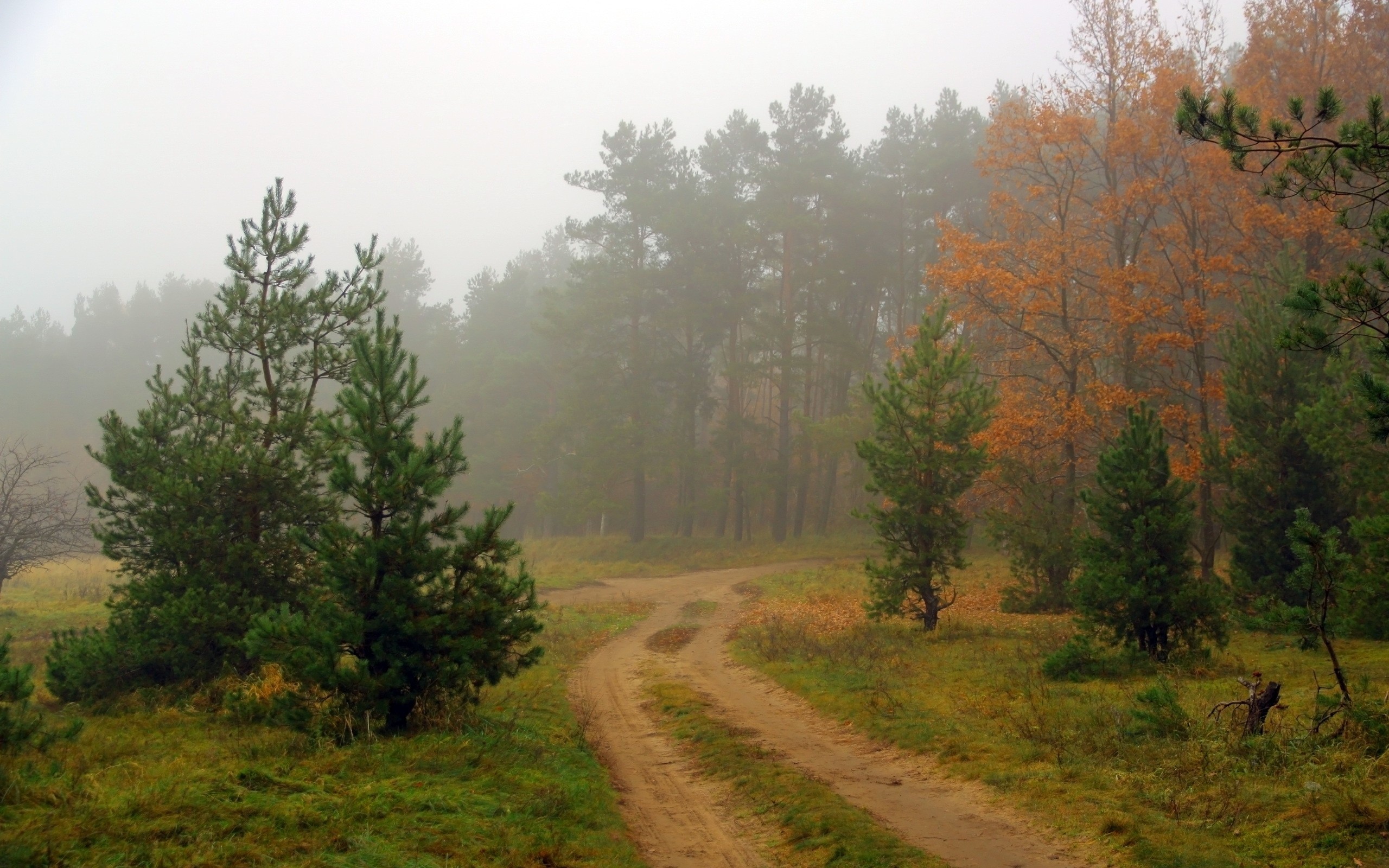 General 2560x1600 nature trees dirt road outdoors