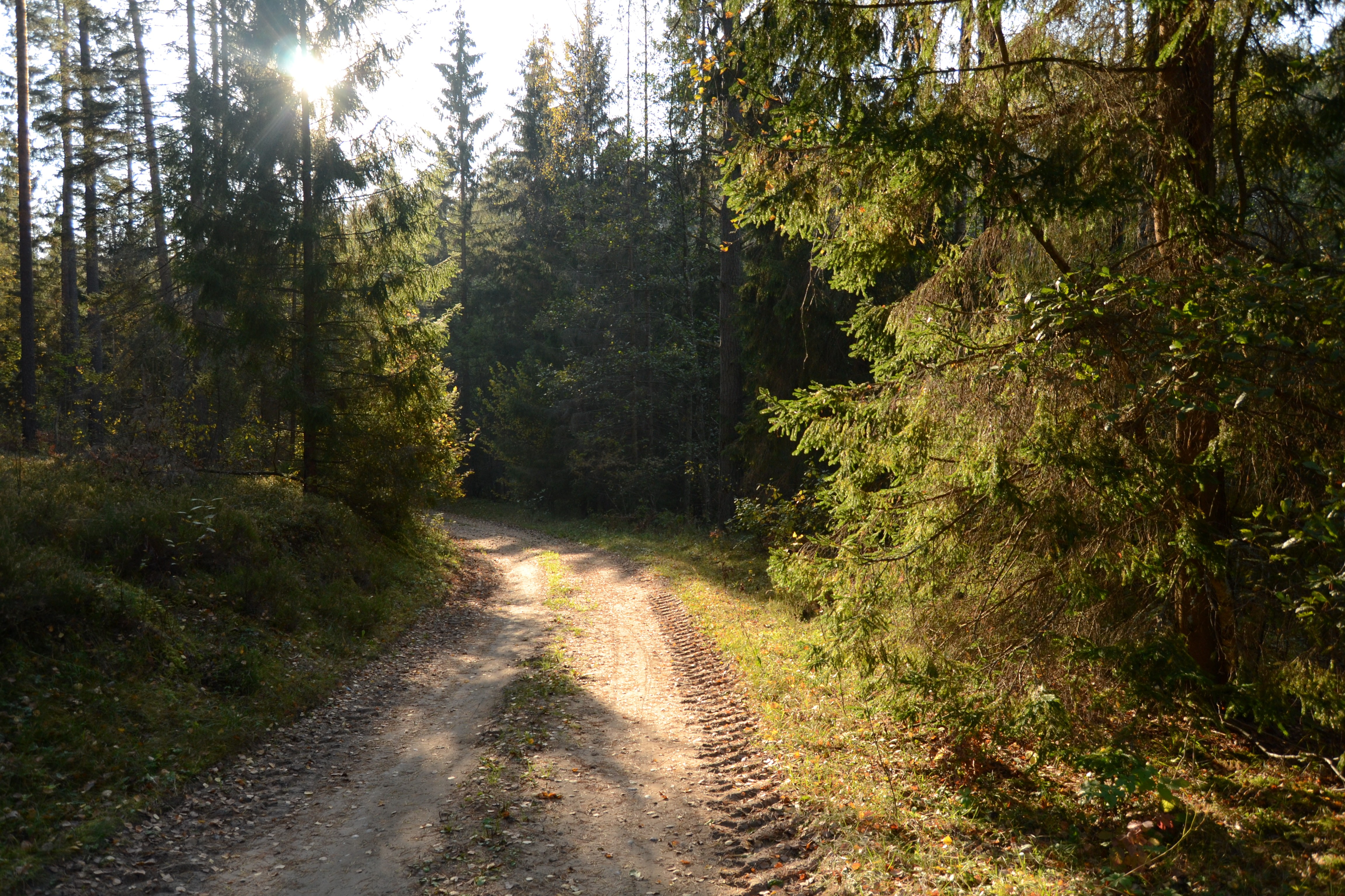 General 4608x3072 nature trees sunlight path forest dirt road outdoors