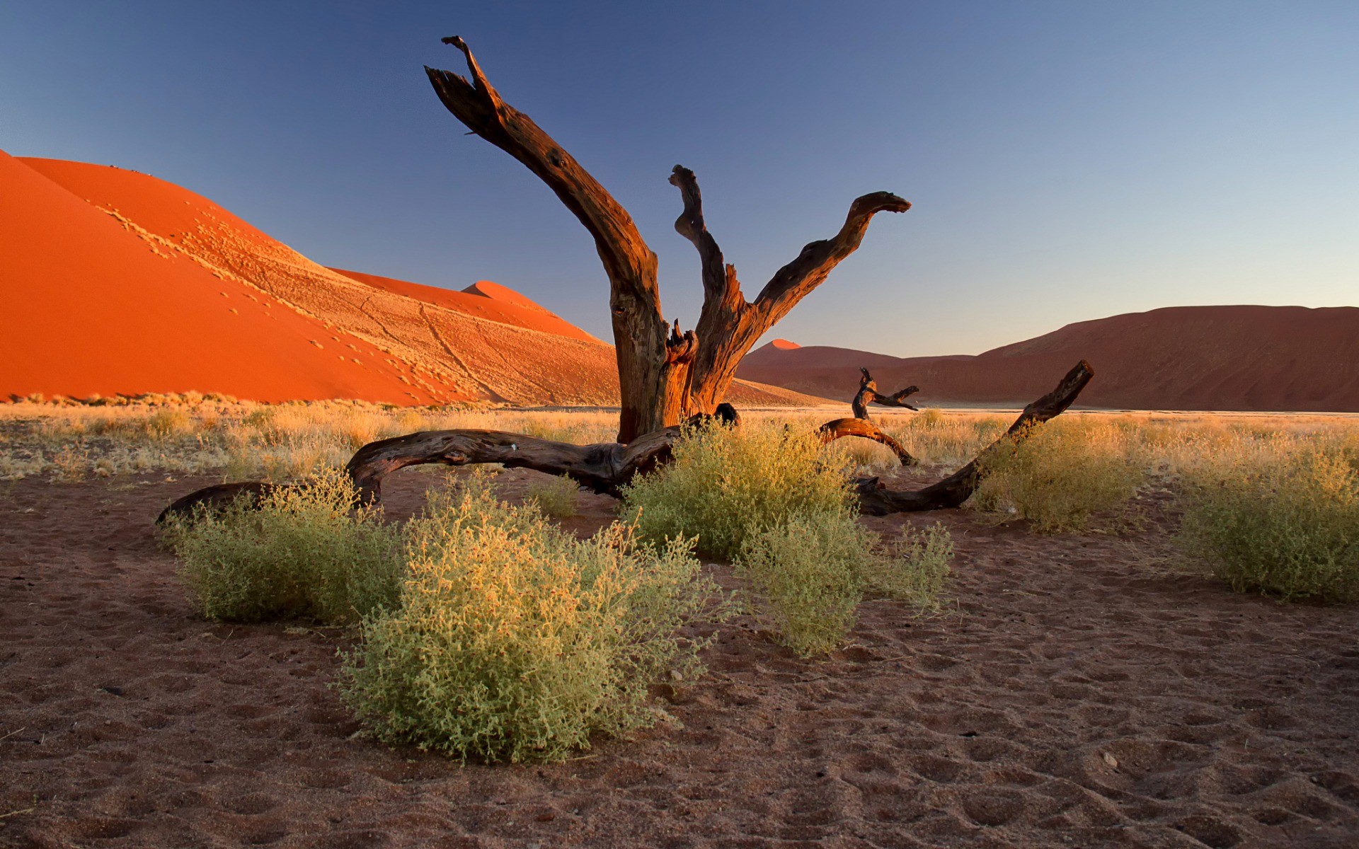 General 1920x1200 nature landscape trees dead trees plants Namibia Africa desert sand hills clear sky footprints dunes branch