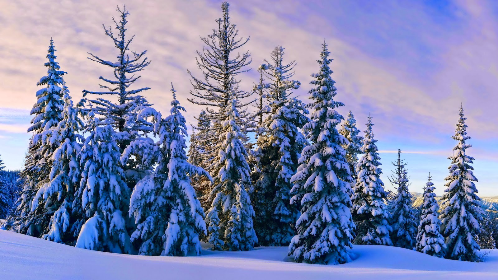 General 1600x900 nature pine trees snow forest cold ice outdoors winter