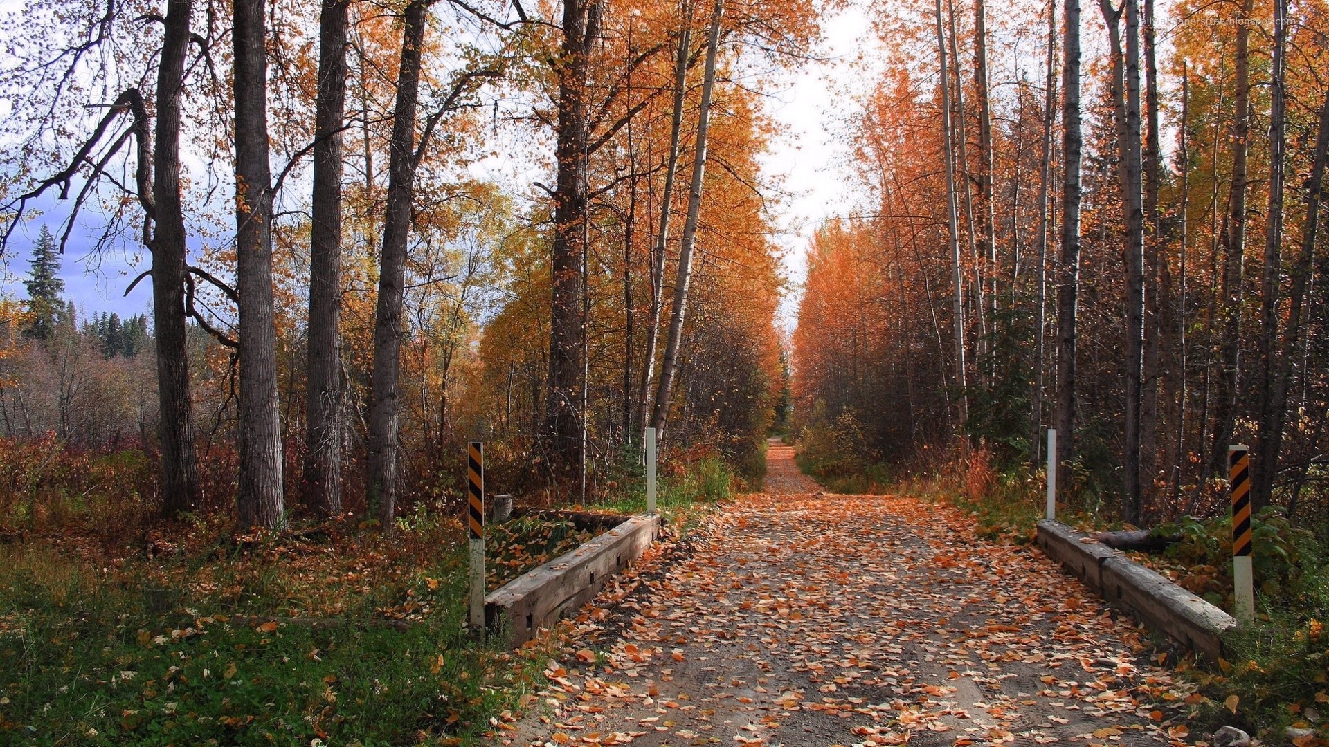 General 1920x1080 fall dirt road forest outdoors fallen leaves
