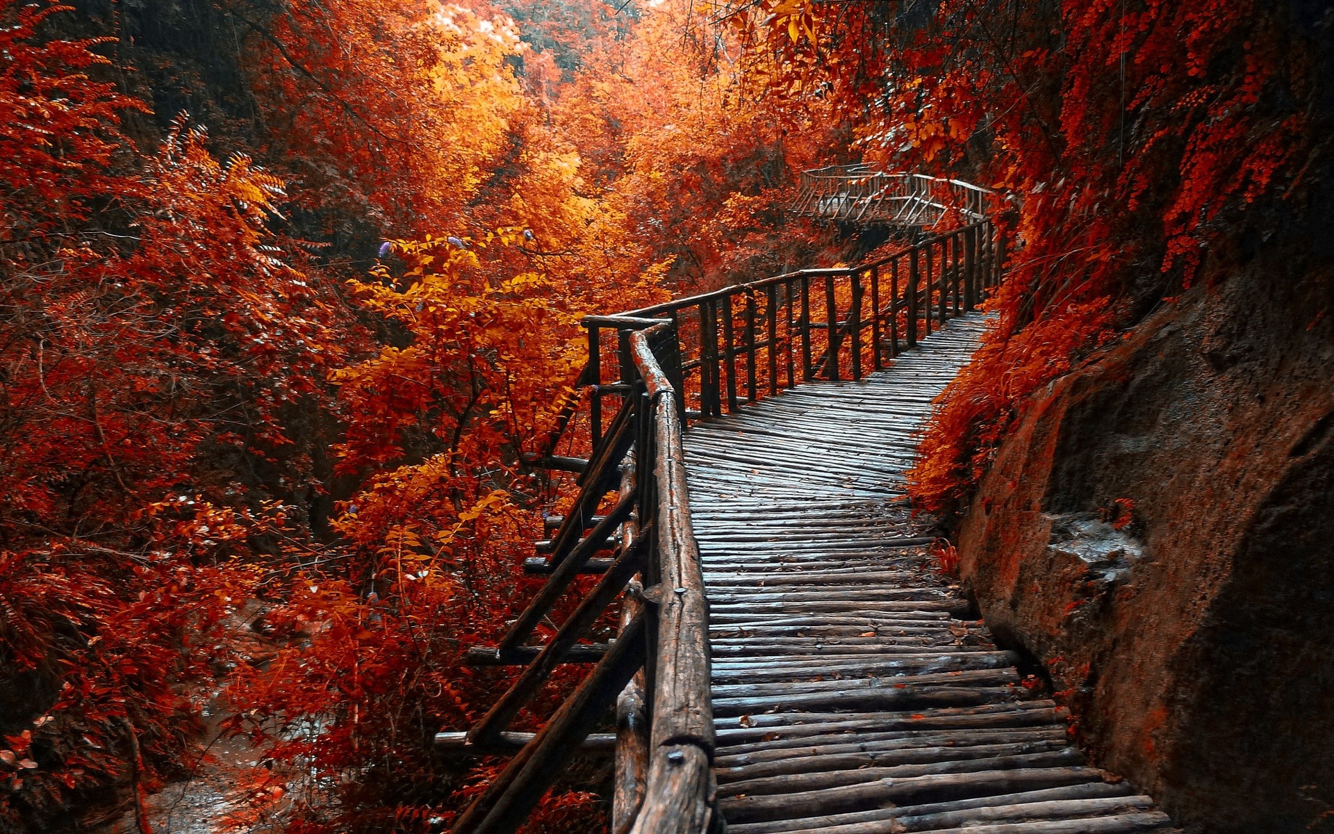 General 1920x1200 nature landscape river forest fall walkway path trees leaves rain
