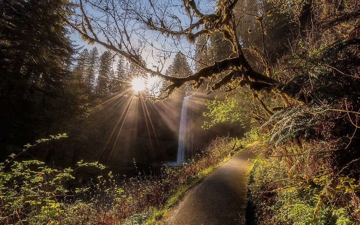 General 1230x768 nature forest waterfall path sun rays shrubs trees Oregon USA sunlight