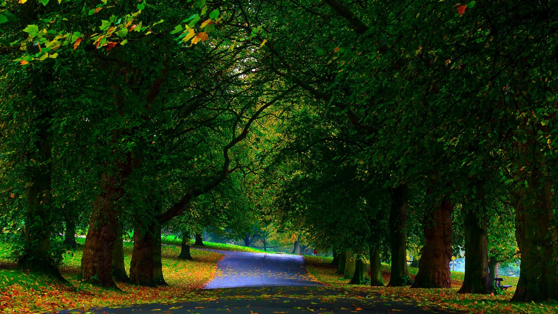General 1920x1080 nature trees forest branch leaves wood park path fall bench field grass