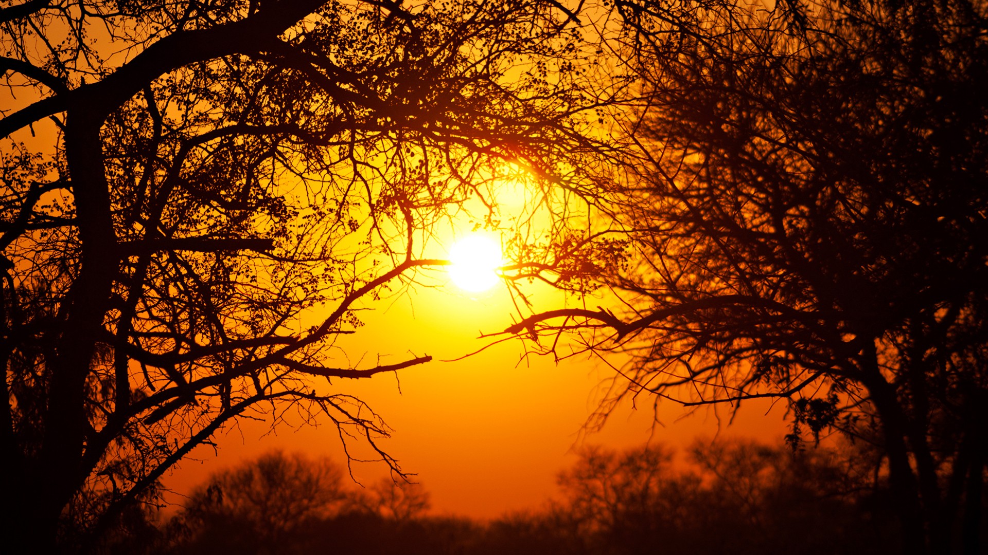 General 1920x1080 South Africa nature national park Sun trees orange sunlight orange sky outdoors silhouette