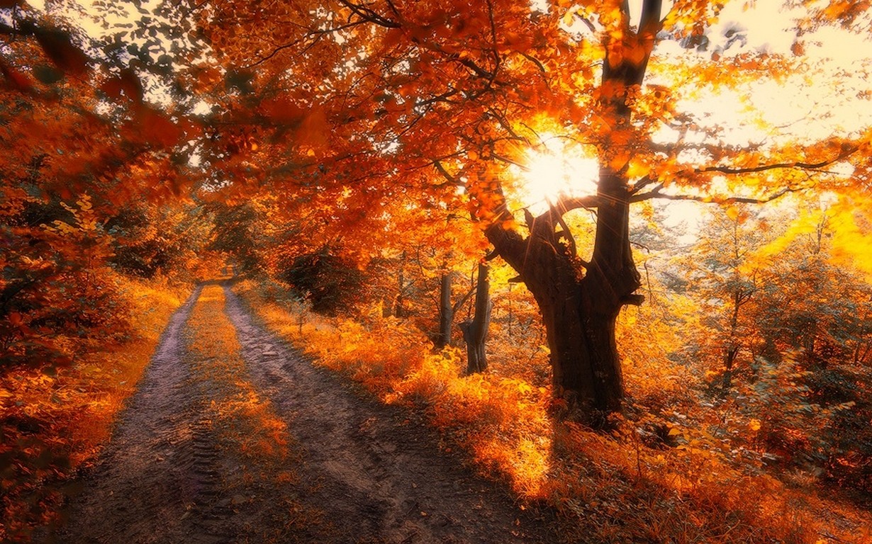 General 1230x768 nature road trees fall leaves red shrubs dirt road sunlight outdoors
