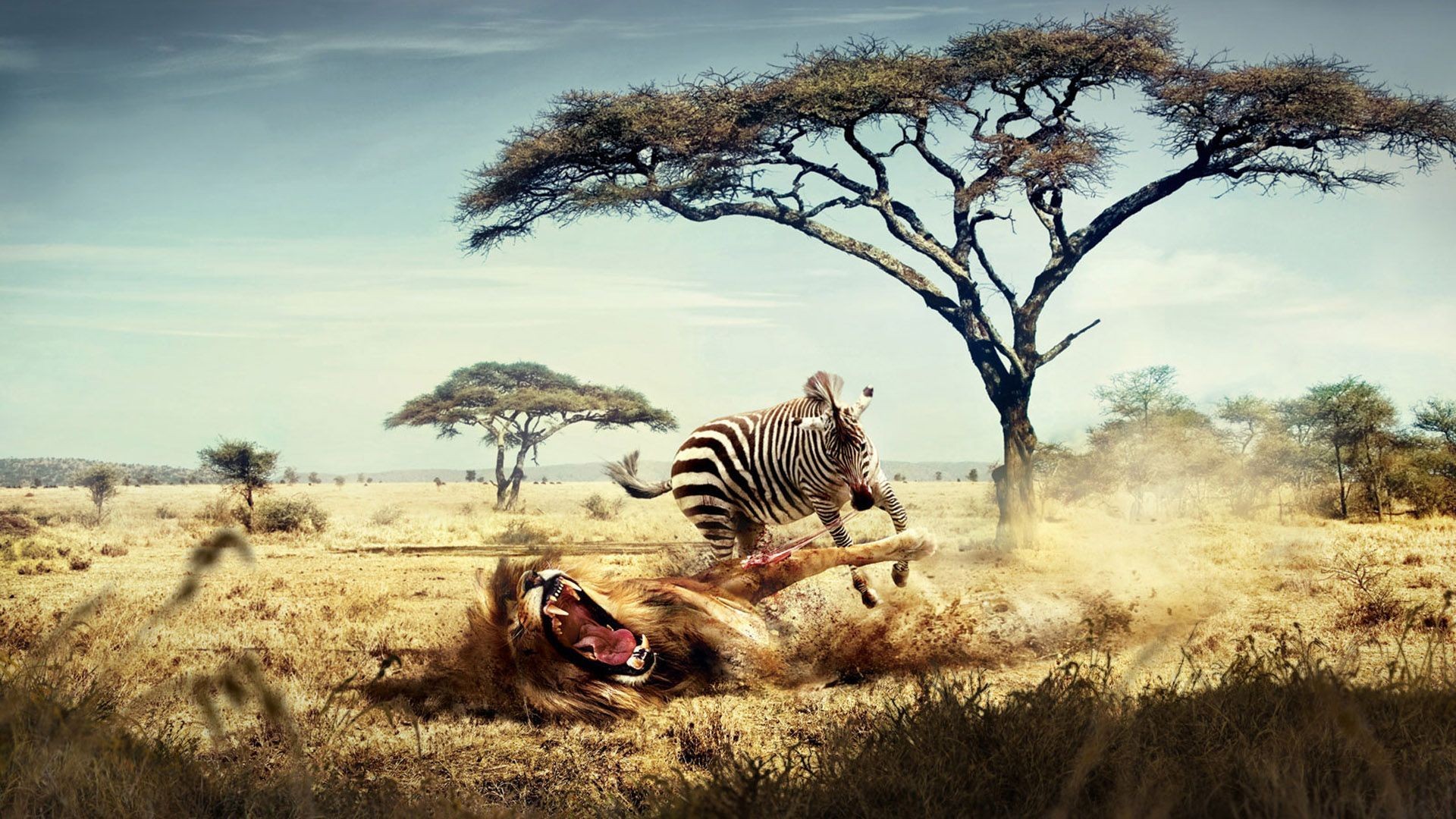General 1920x1080 nature animals zebras trees hunter lion fantasy art Africa savannah humor artwork