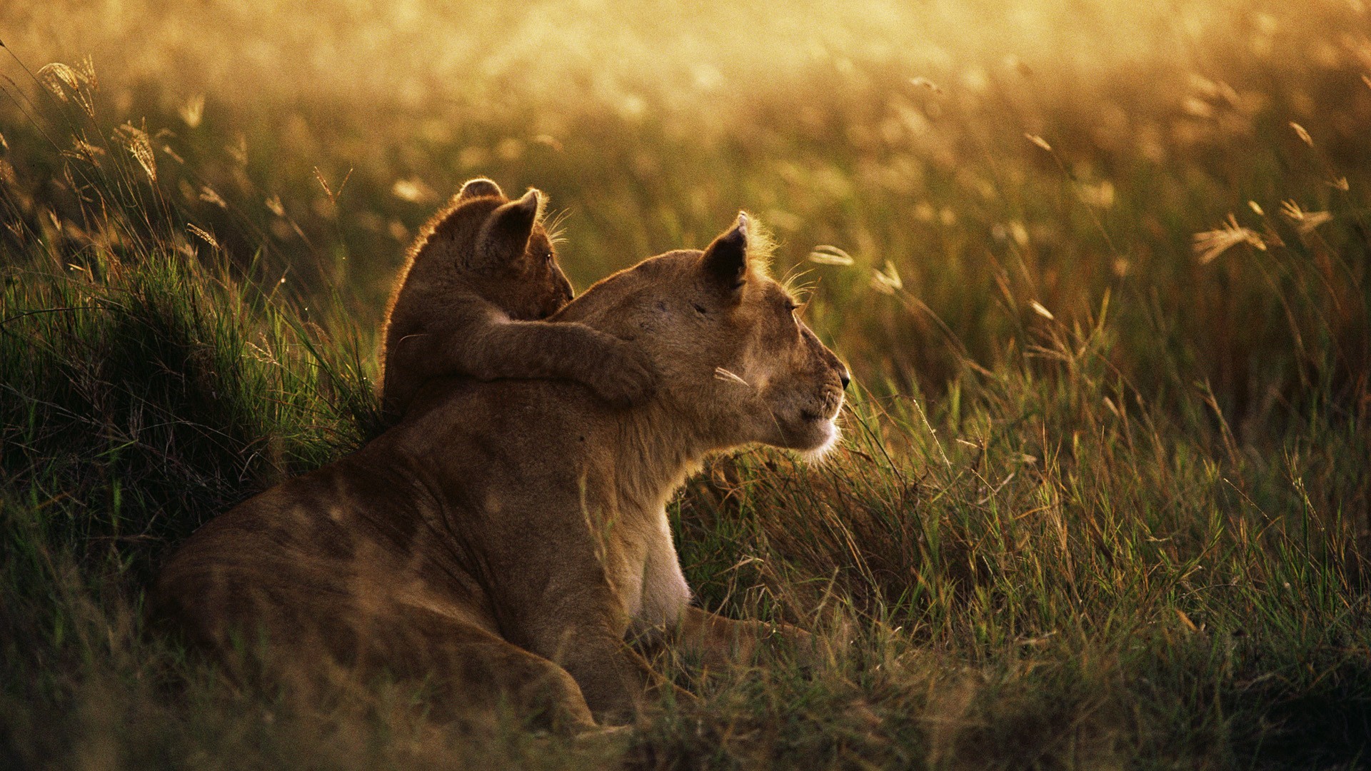 General 1920x1080 baby animals grass animals lion love sunset photography depth of field mammals big cats