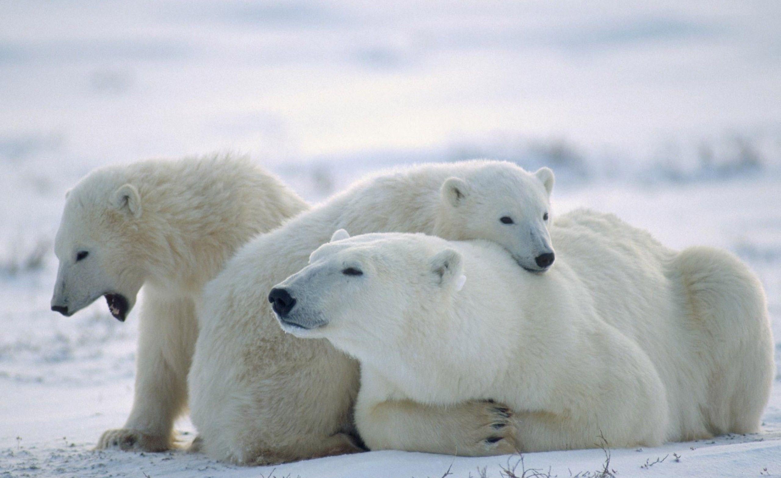 General 2560x1566 polar bears animals baby animals snow bears mammals