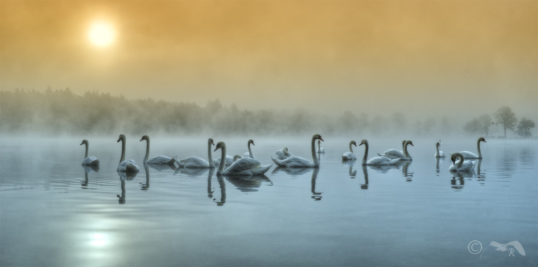 General 1851x921 nature animals swans birds mist sunlight reflection Sun