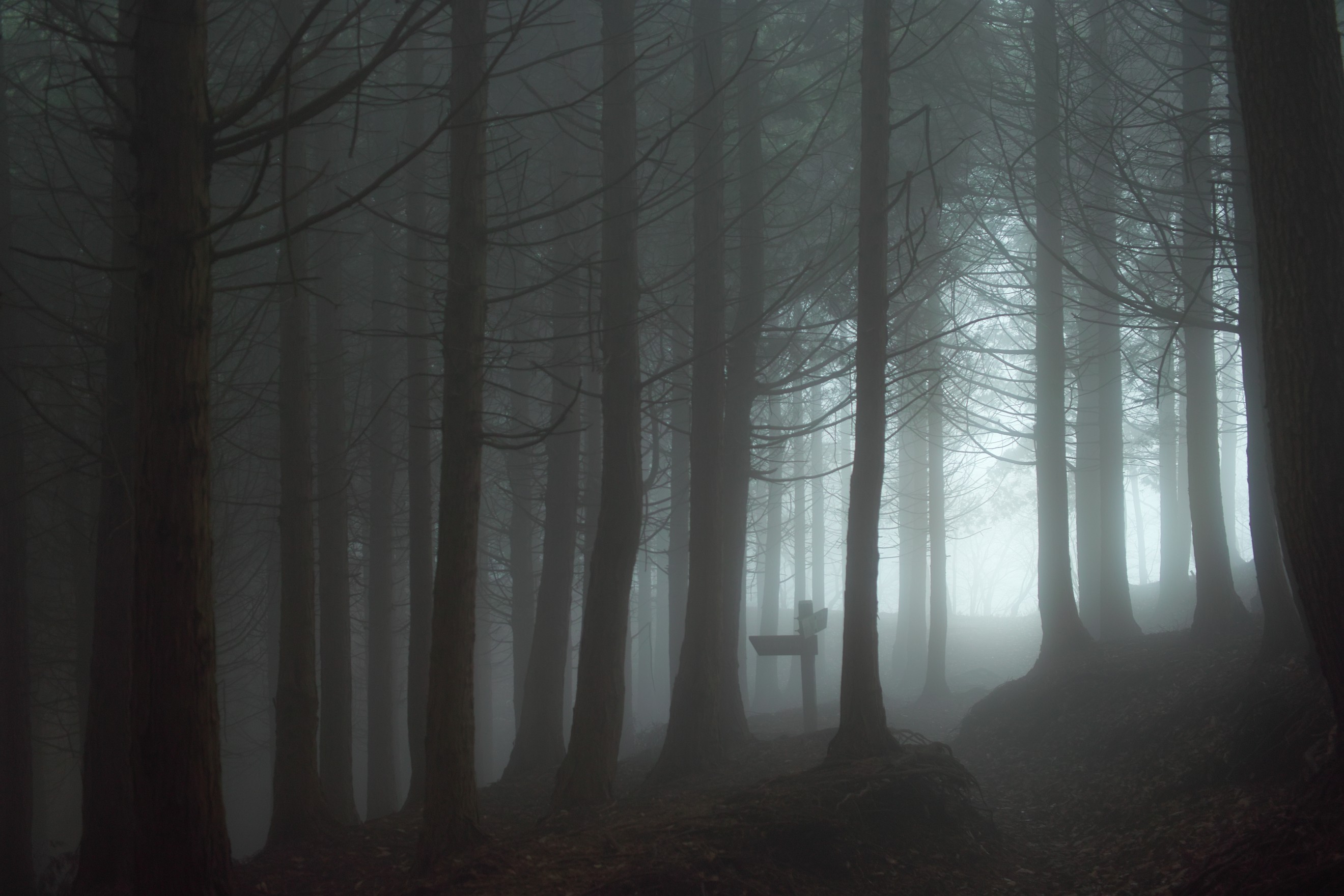 General 2640x1760 forest mist creepy trees nature outdoors low light