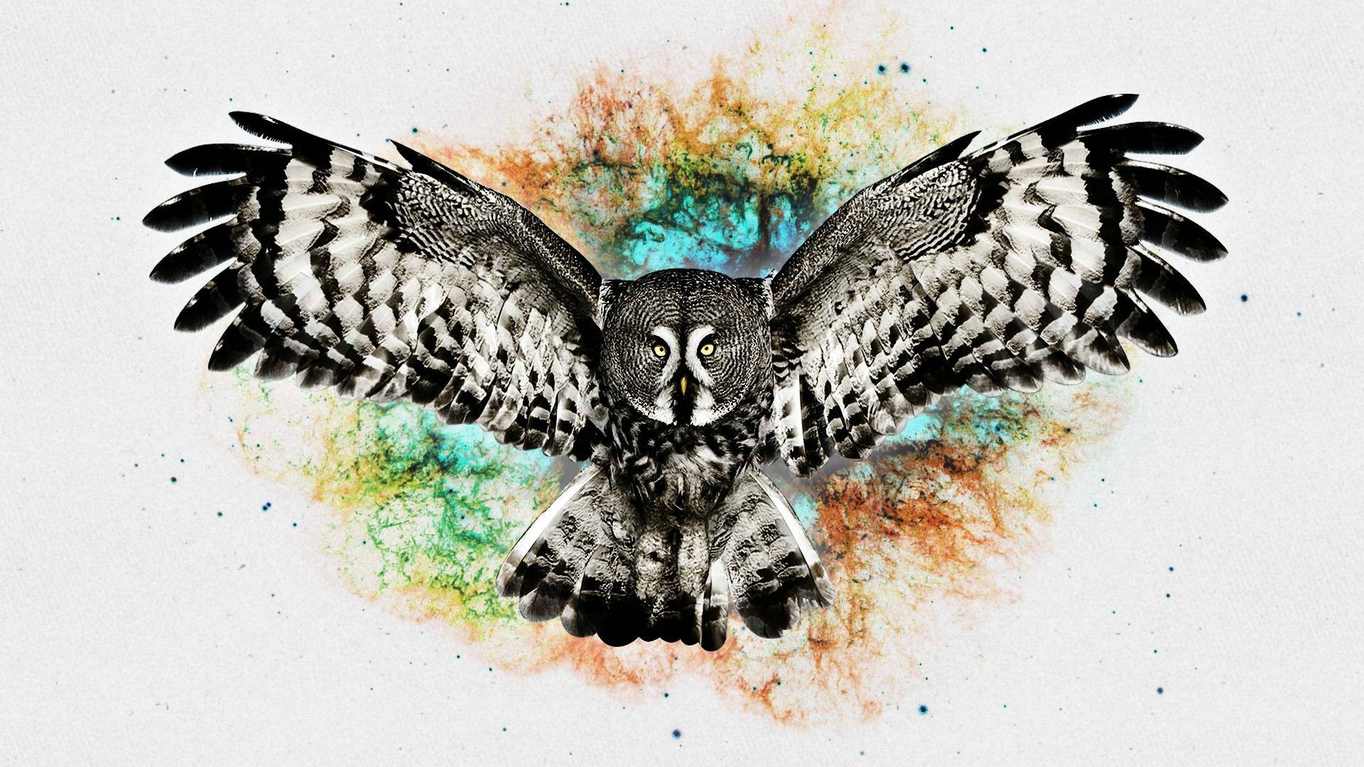 General 1920x1080 digital art owl animals birds artwork wings