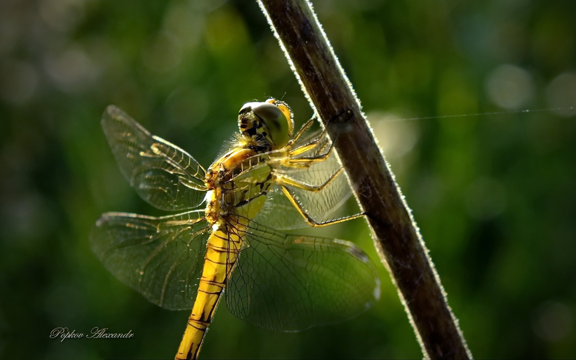 General 1920x1200 nature animals wildlife insect dragonflies closeup