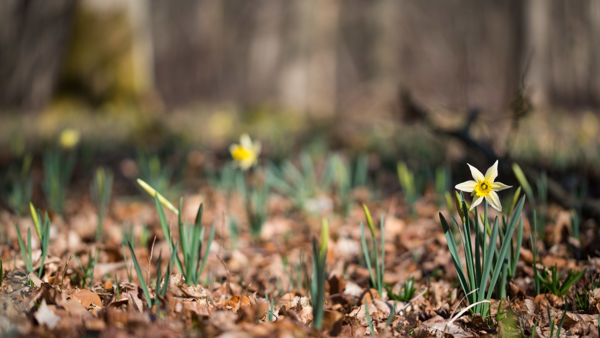 General 1920x1080 depth of field flowers nature daffodils plants outdoors
