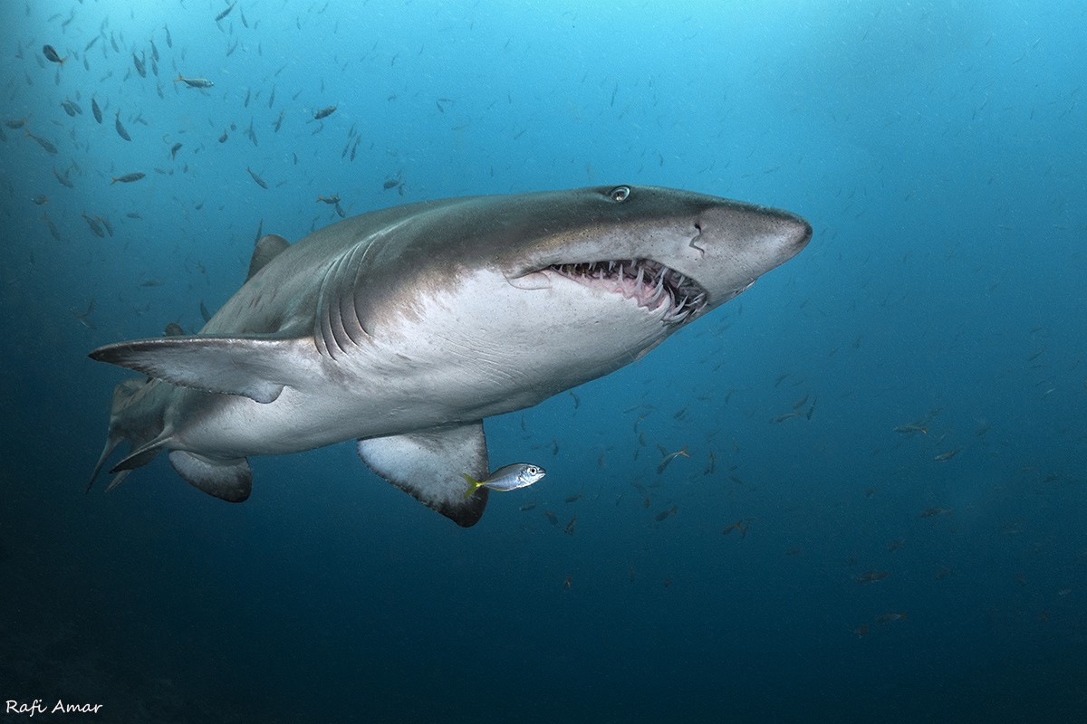 General 1200x800 underwater fish shark animals sea life