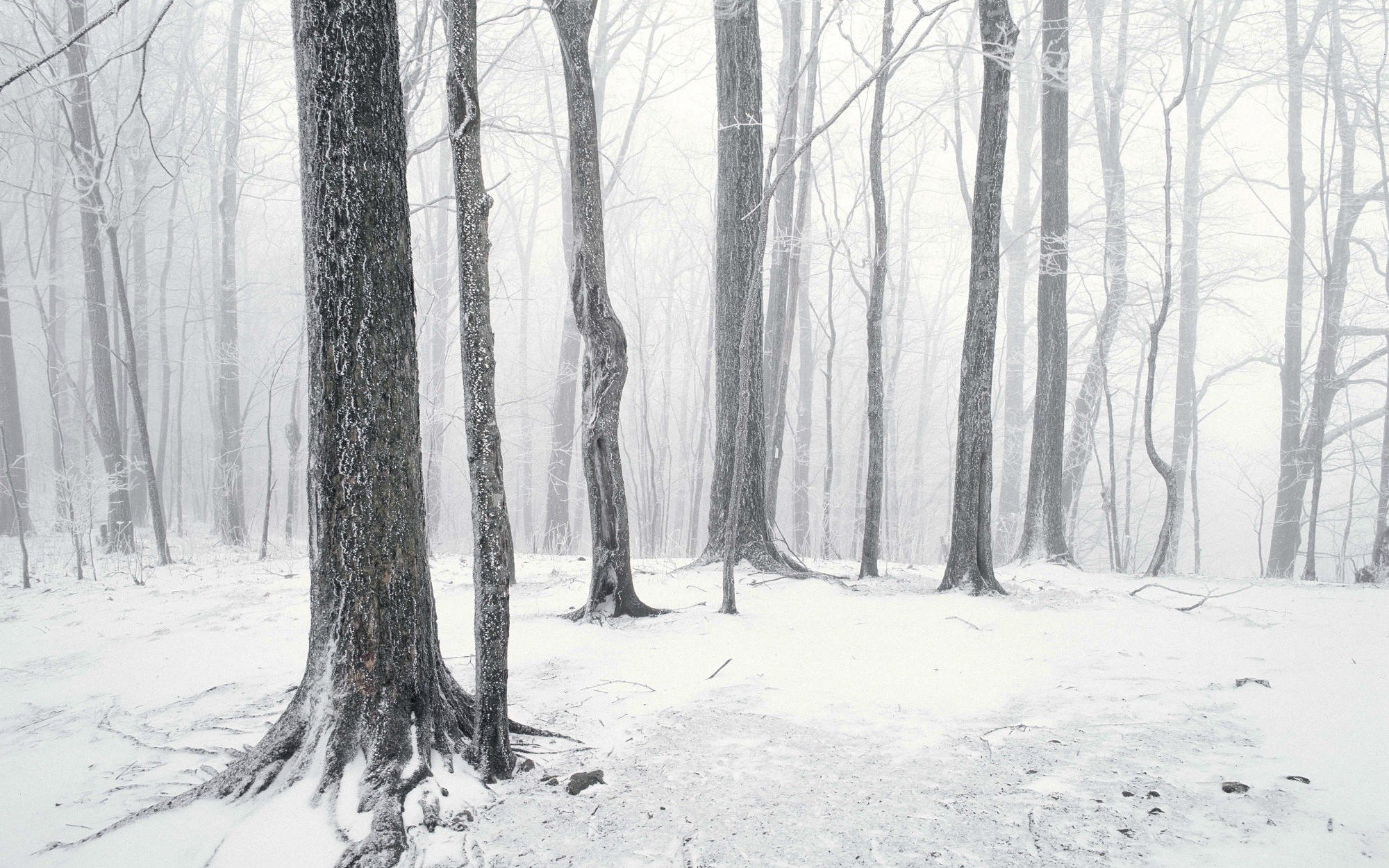 General 2000x1250 photography trees winter snow forest white nature cold outdoors