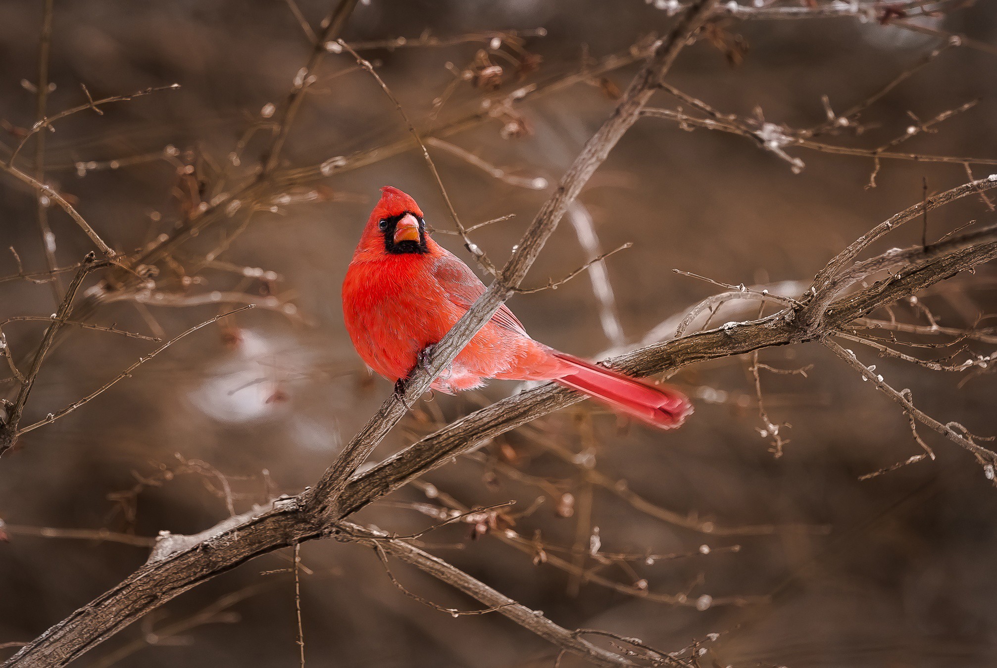 General 2014x1350 animals twigs birds cardinals cold winter