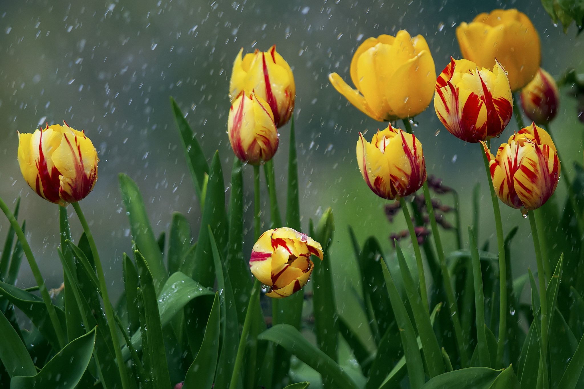 General 2048x1366 plants yellow flowers flowers outdoors tulips