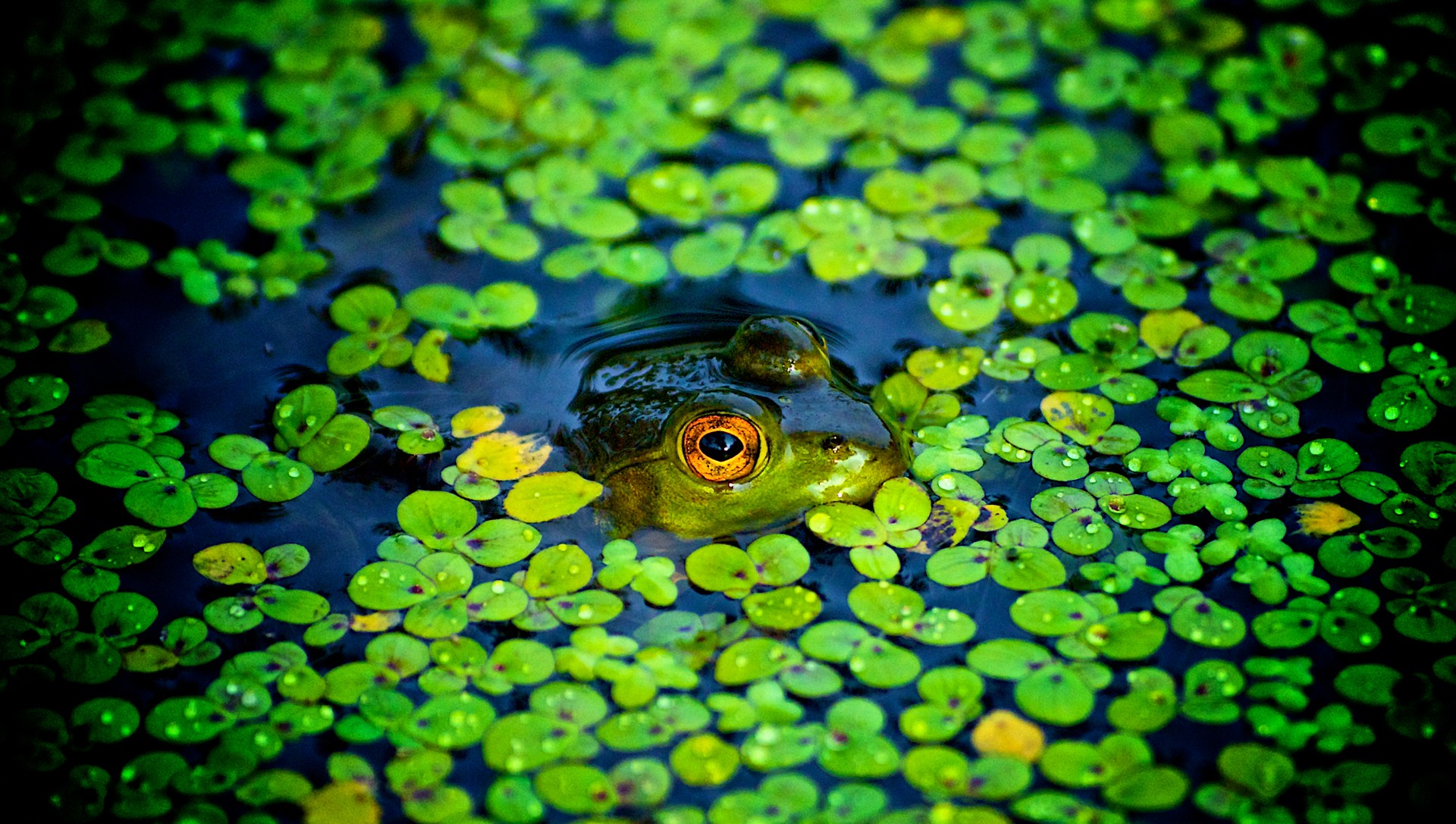 General 1920x1087 animals frog amphibian water plants leaves nature