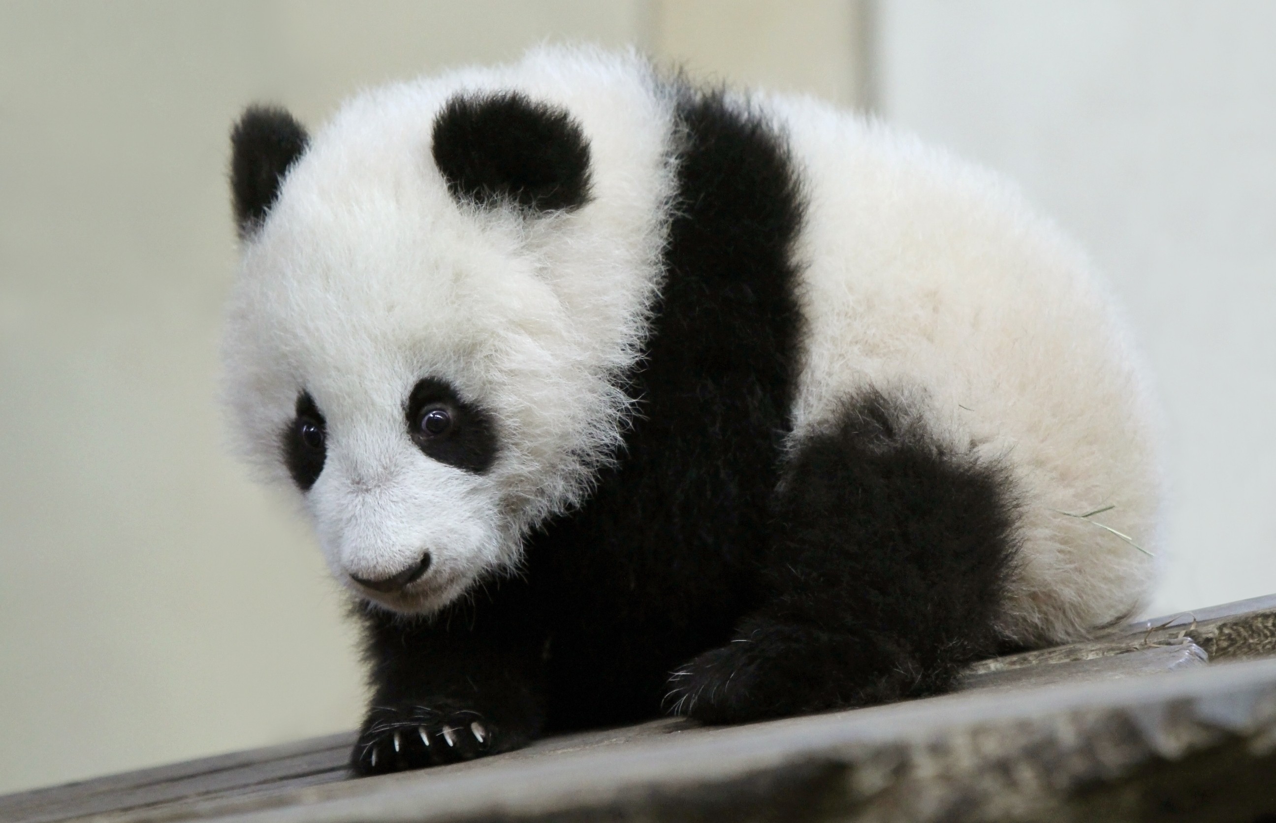 General 2592x1672 mammals animals panda bears baby animals closeup