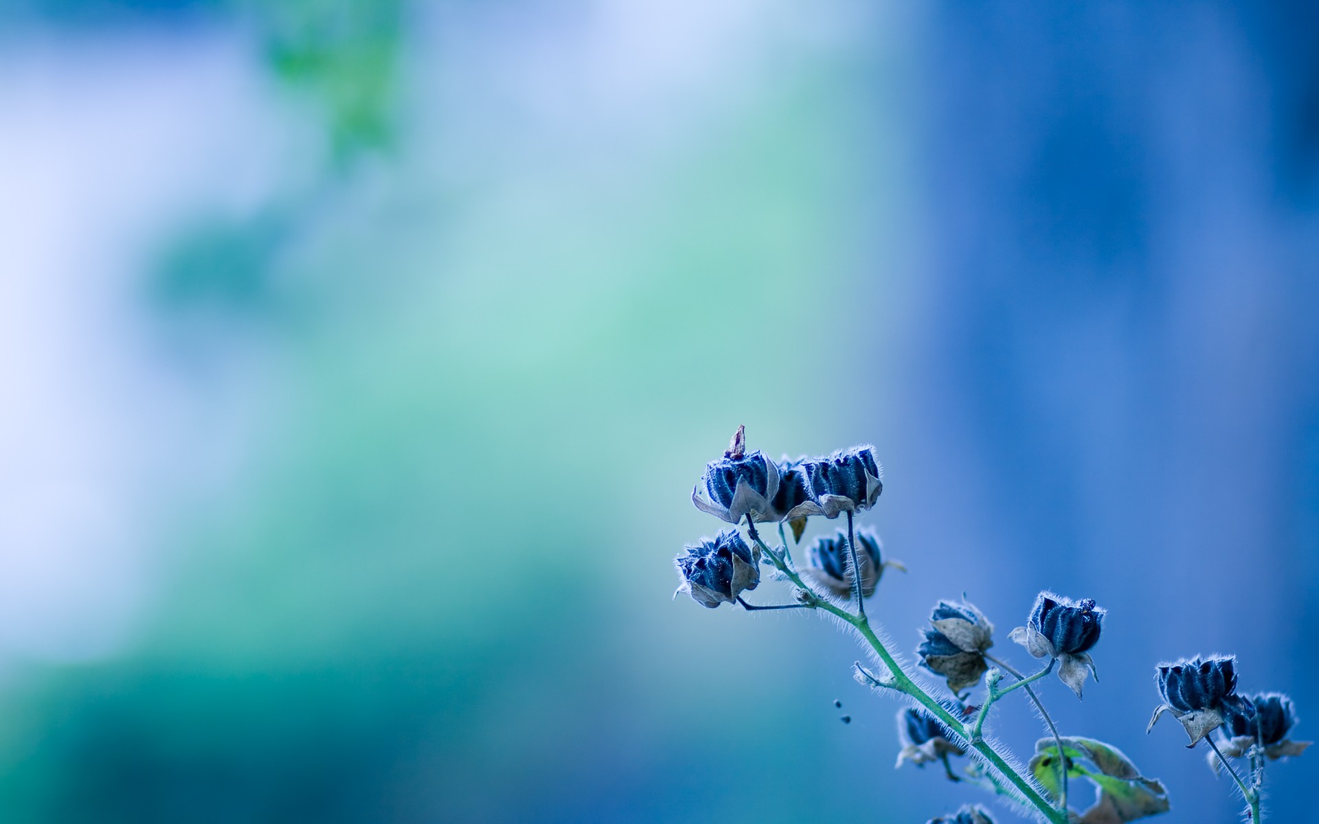 General 1920x1200 nature photography blue flowers depth of field blue flowers plants