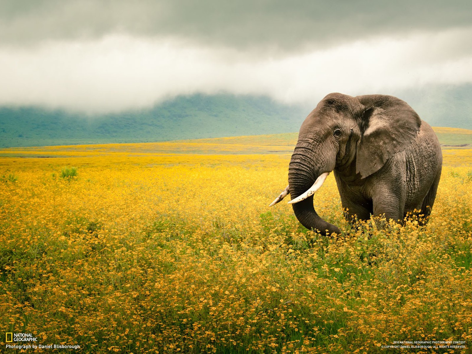 General 1600x1200 elephant animals National Geographic mammals 2010 (Year) field flowers plants