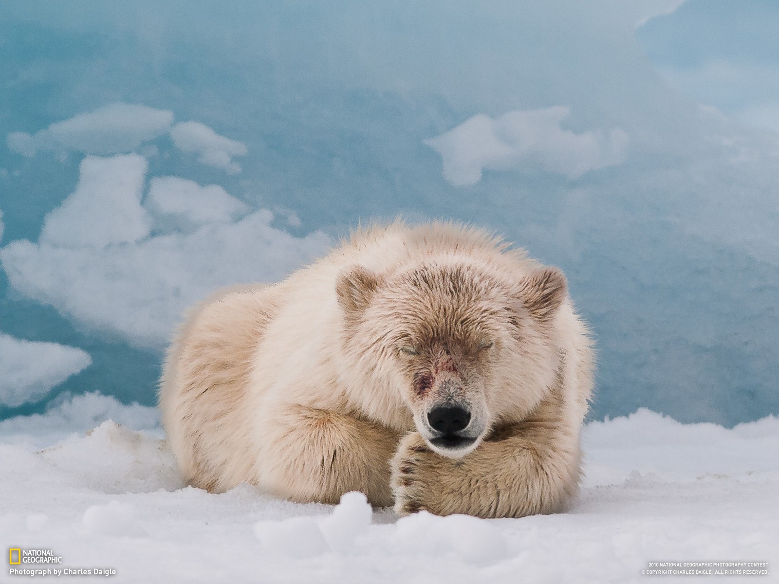 General 1600x1200 bears Arctic animals mammals polar bears 2010 (Year) National Geographic