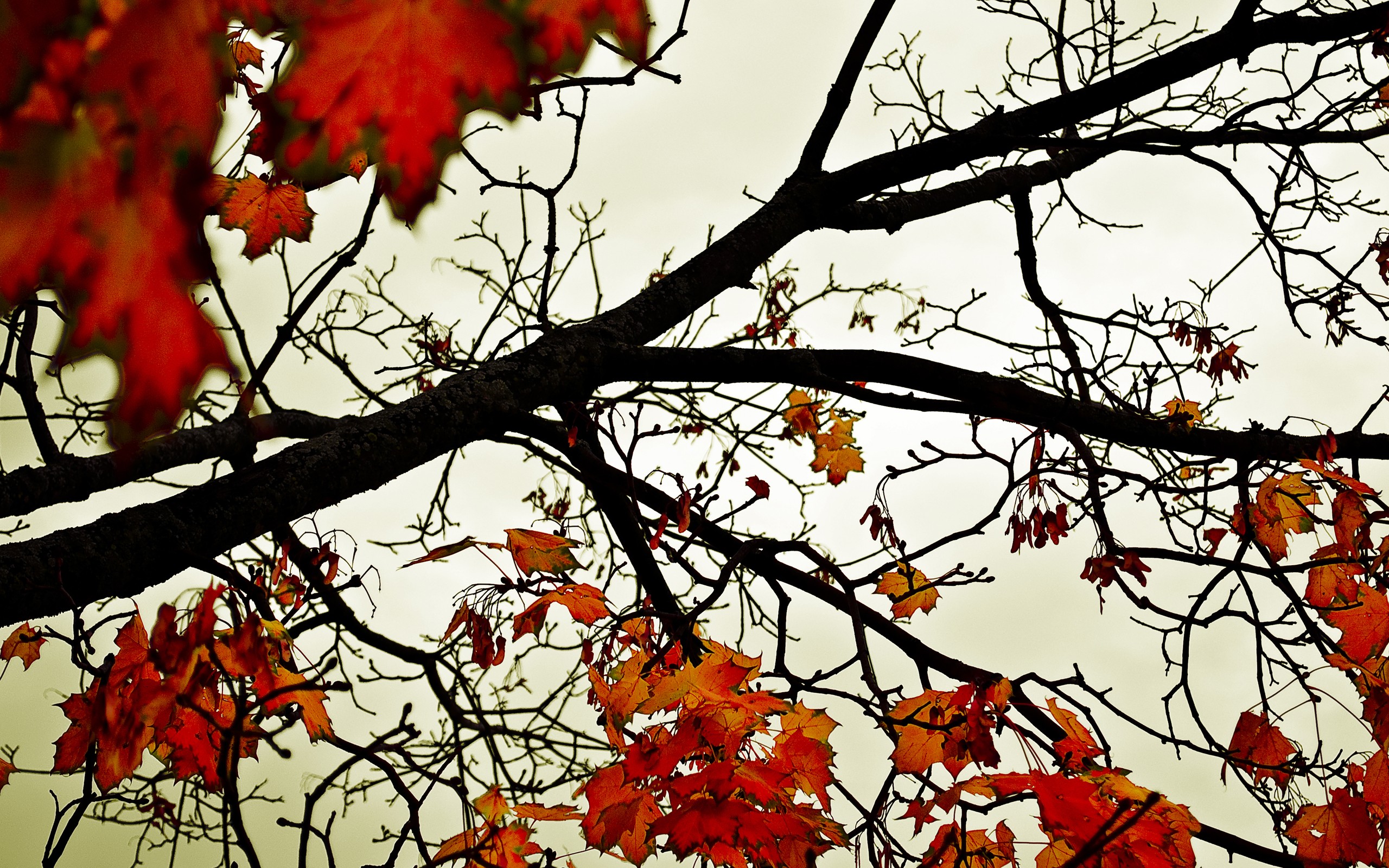 General 2560x1600 leaves fall nature branch trees plants