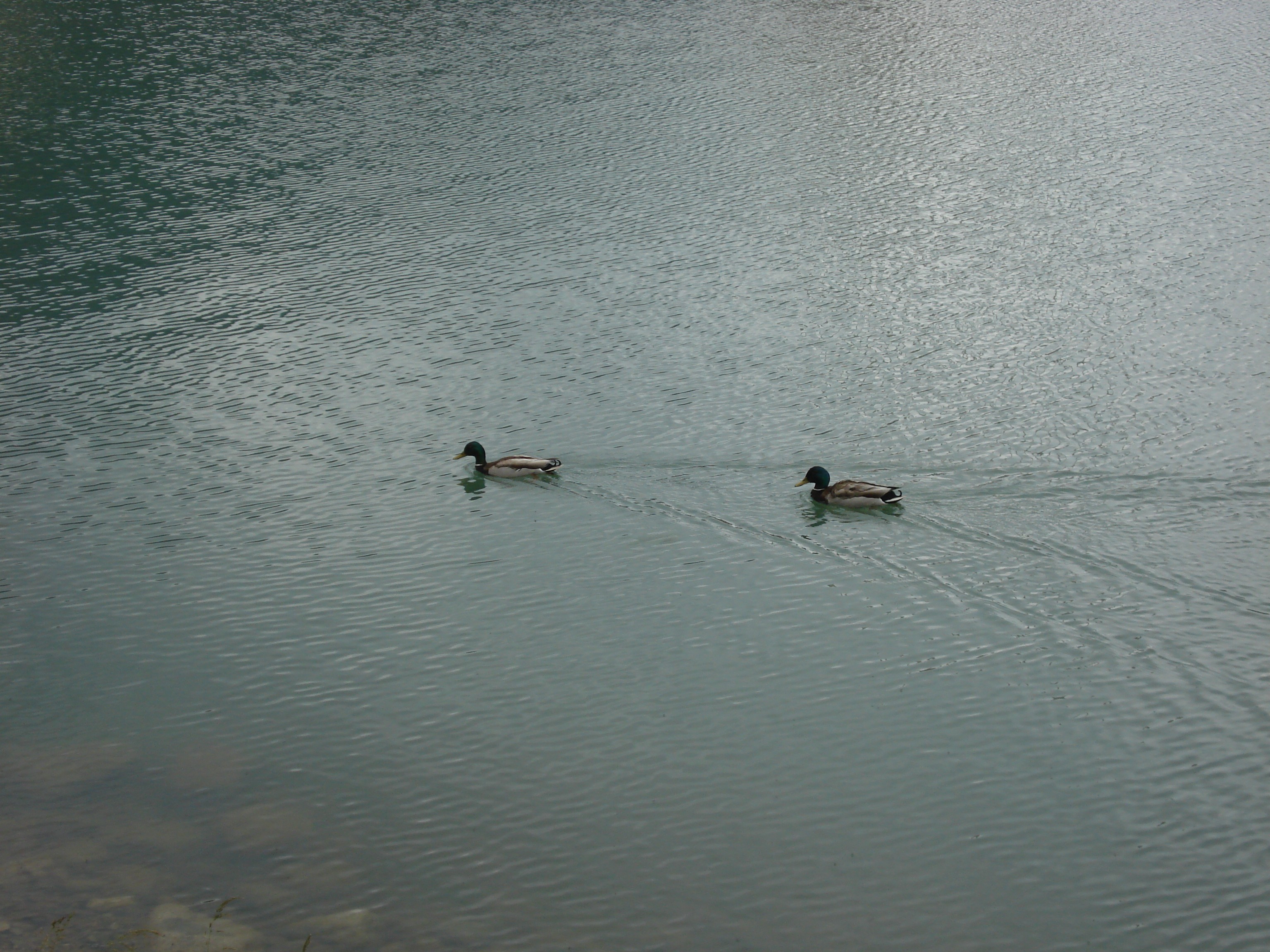 General 3072x2304 lake animals duck birds water