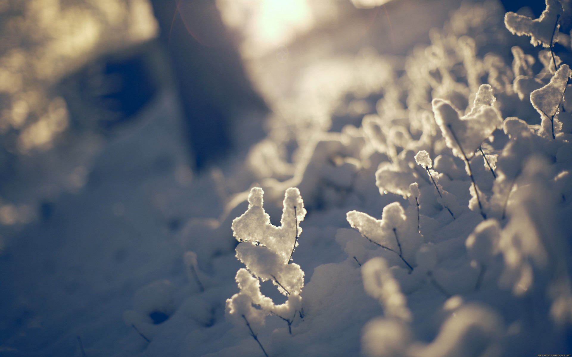 General 1920x1200 snow nature sunlight depth of field winter outdoors ice cold plants