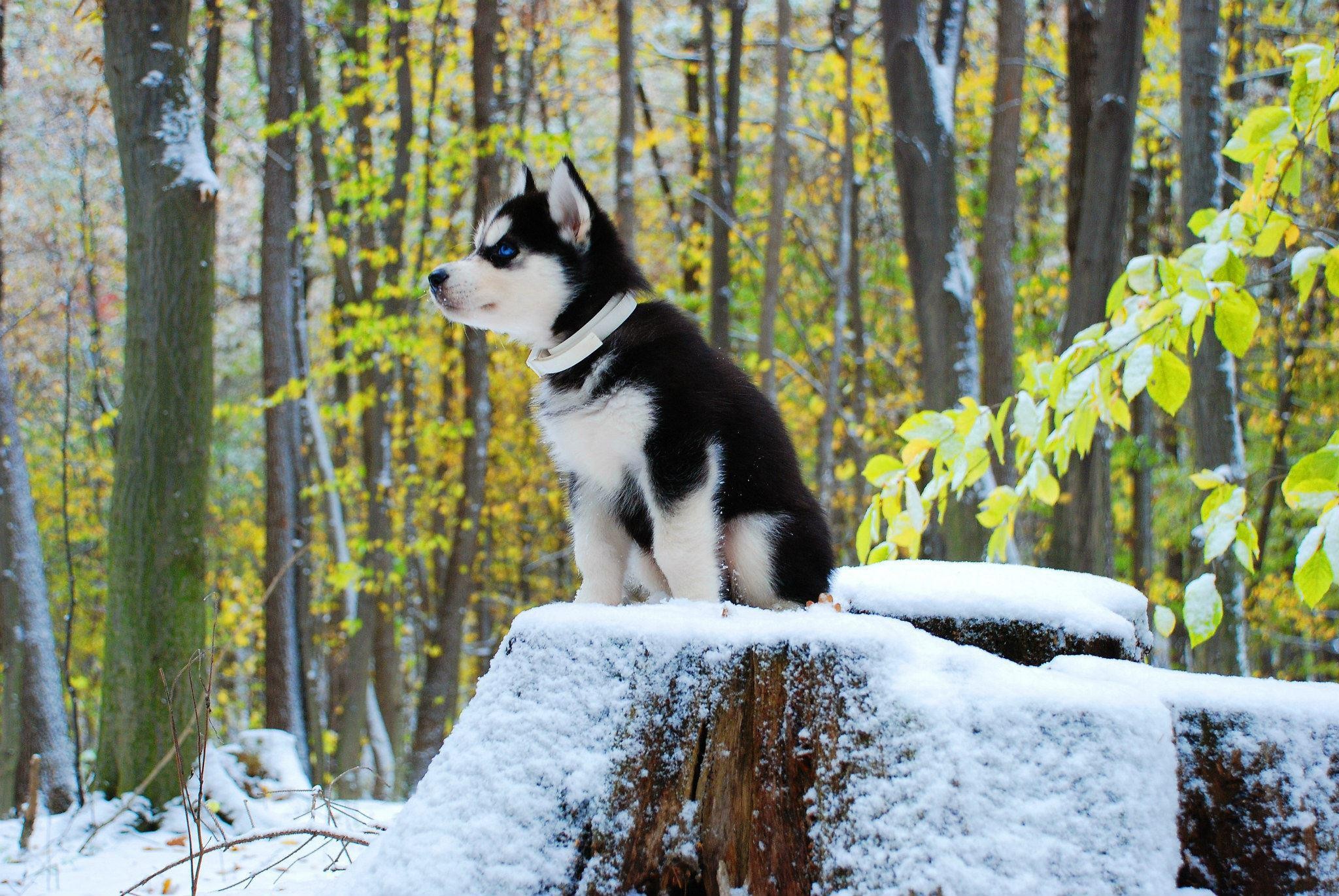 General 2048x1371 dog Siberian Husky  animals snow baby animals outdoors puppies mammals