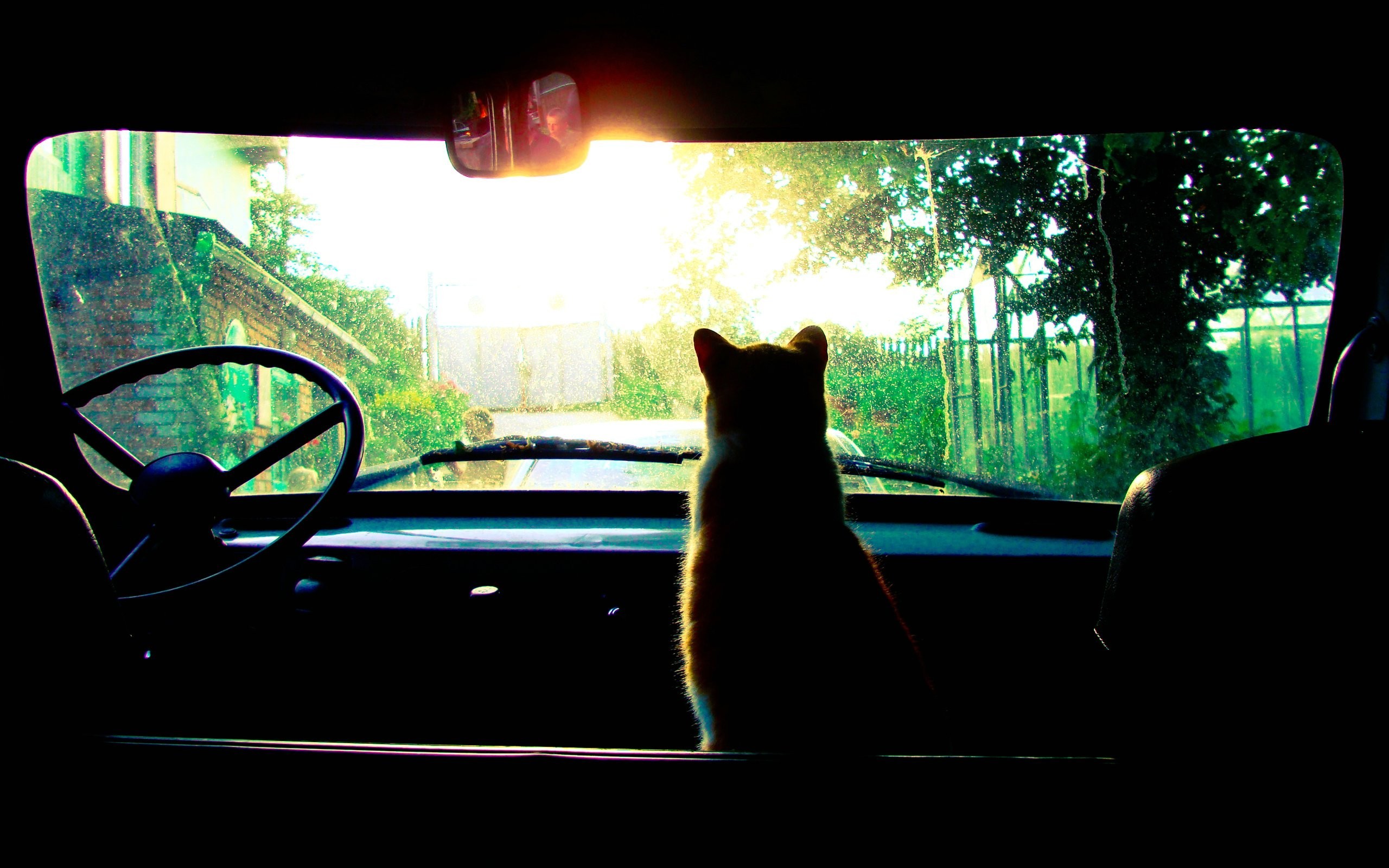 General 2560x1600 cats trees car sun rays animals vehicle sunrise sunlight car interior mammals