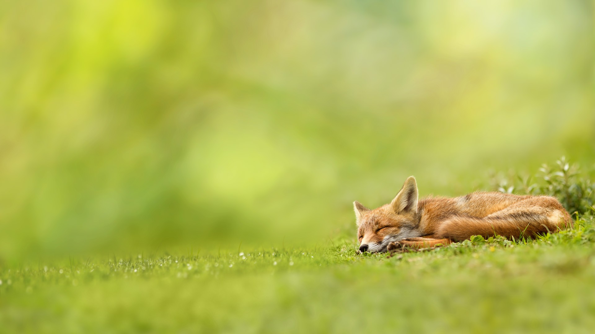 General 1920x1080 fox nature landscape sleeping field grass depth of field green wildlife mammals