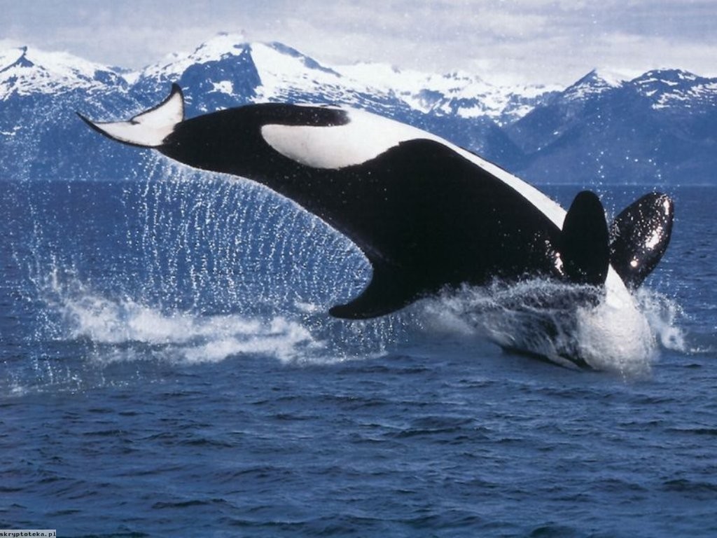 General 1024x768 orca sea water whale animals mammals