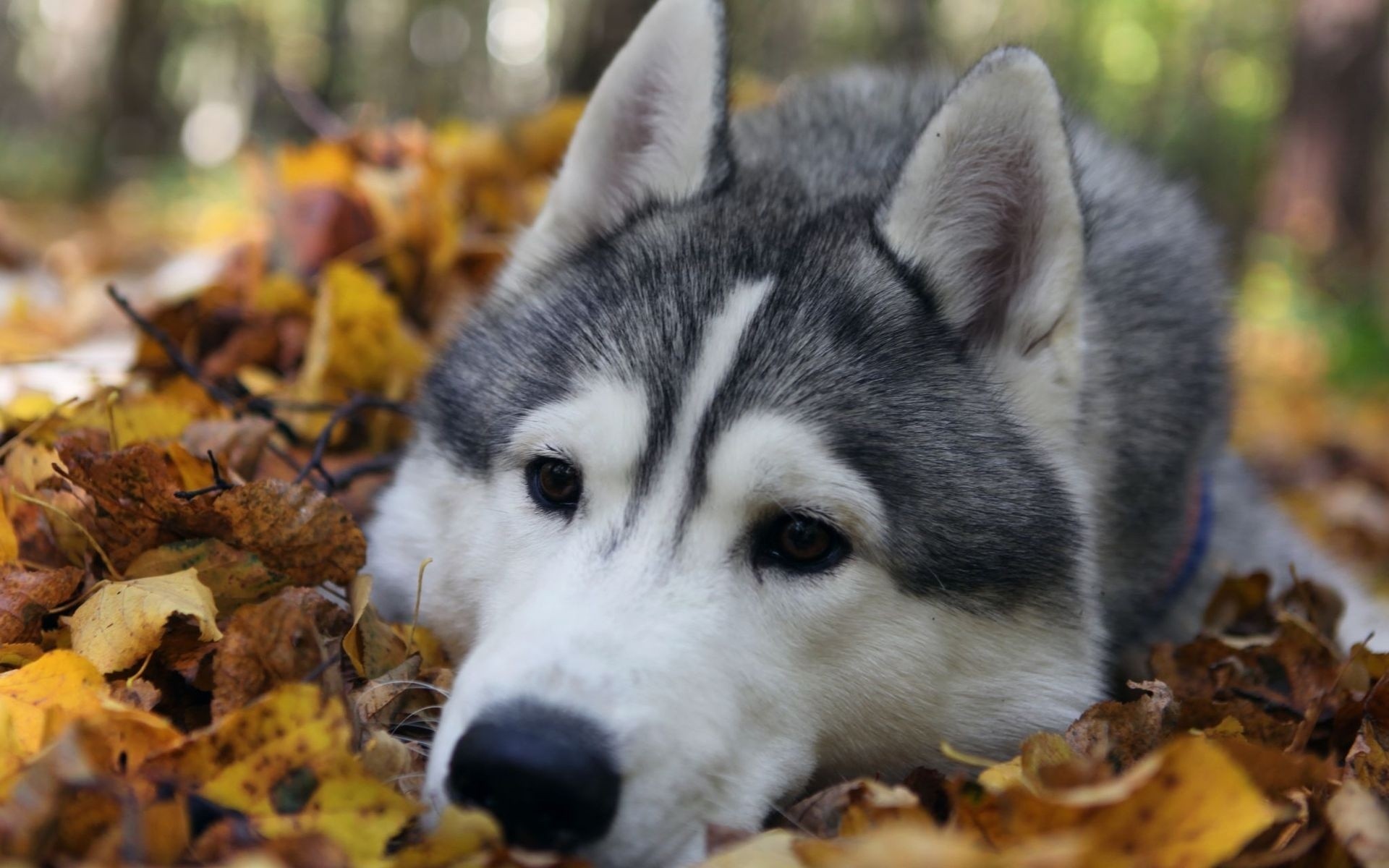 General 1920x1200 Siberian Husky  dog animals leaves mammals fallen leaves closeup on the ground