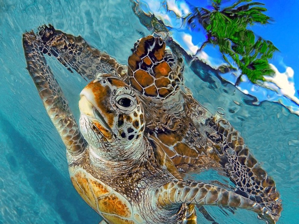 General 1024x768 turtle animals water underwater swimming pool sea life